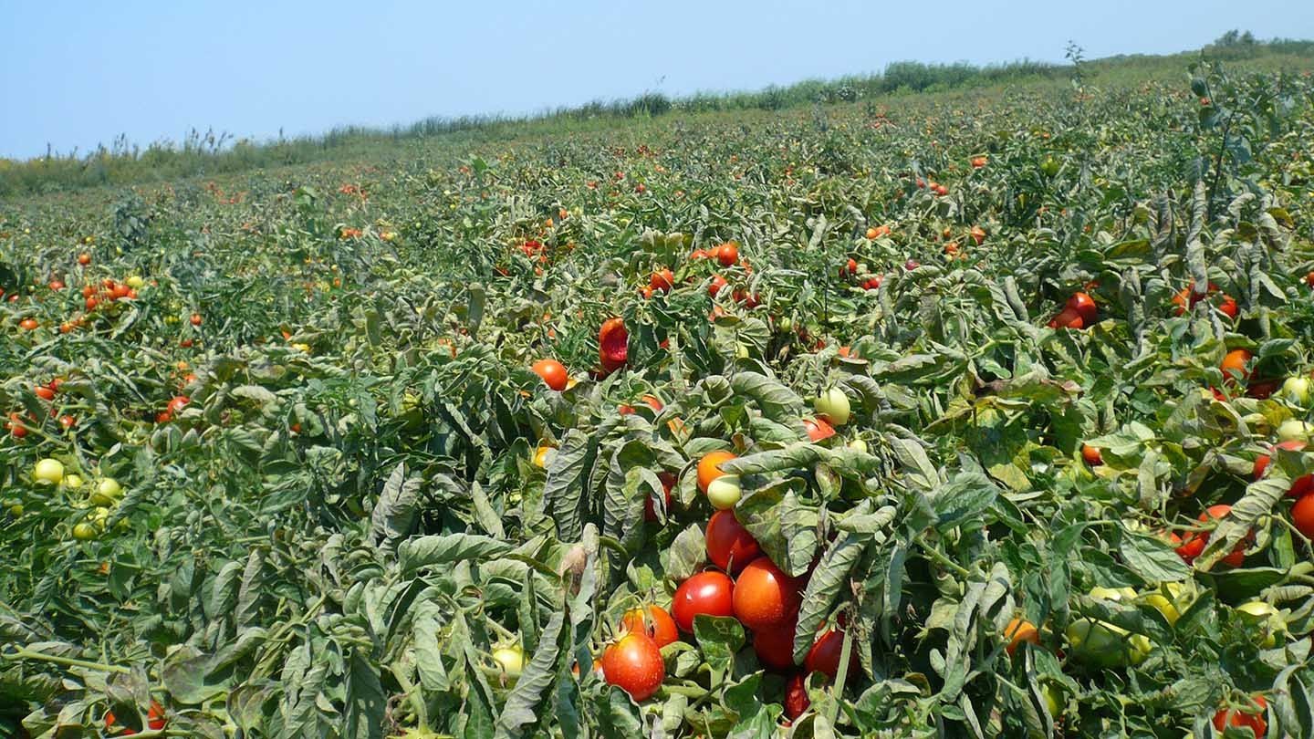 Помидорные плантации в Италии. Плантация помидоров. Поле помидоров. Урожай помидоров. Урожайность овощей