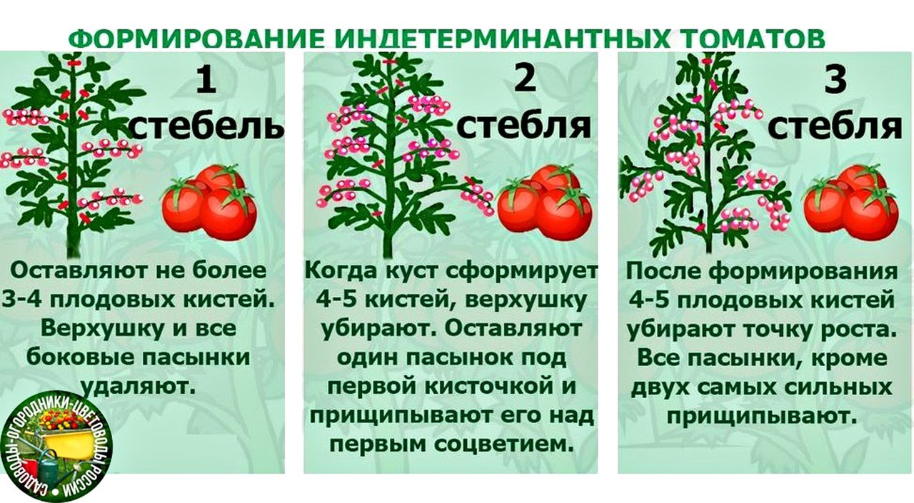 Как отличить помидоры. Формировка индетерминантных томатов. Томат в 2 стебля схема. Формирование томатов в 2 стебля в теплице схема. Формирование помидоров в теплице в два стебля схема.