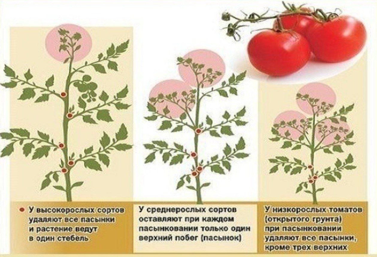 Пасынкование томатов. Схема пасынкования помидоров. Пасынкование высокорослых томатов. Прищипывать томаты.