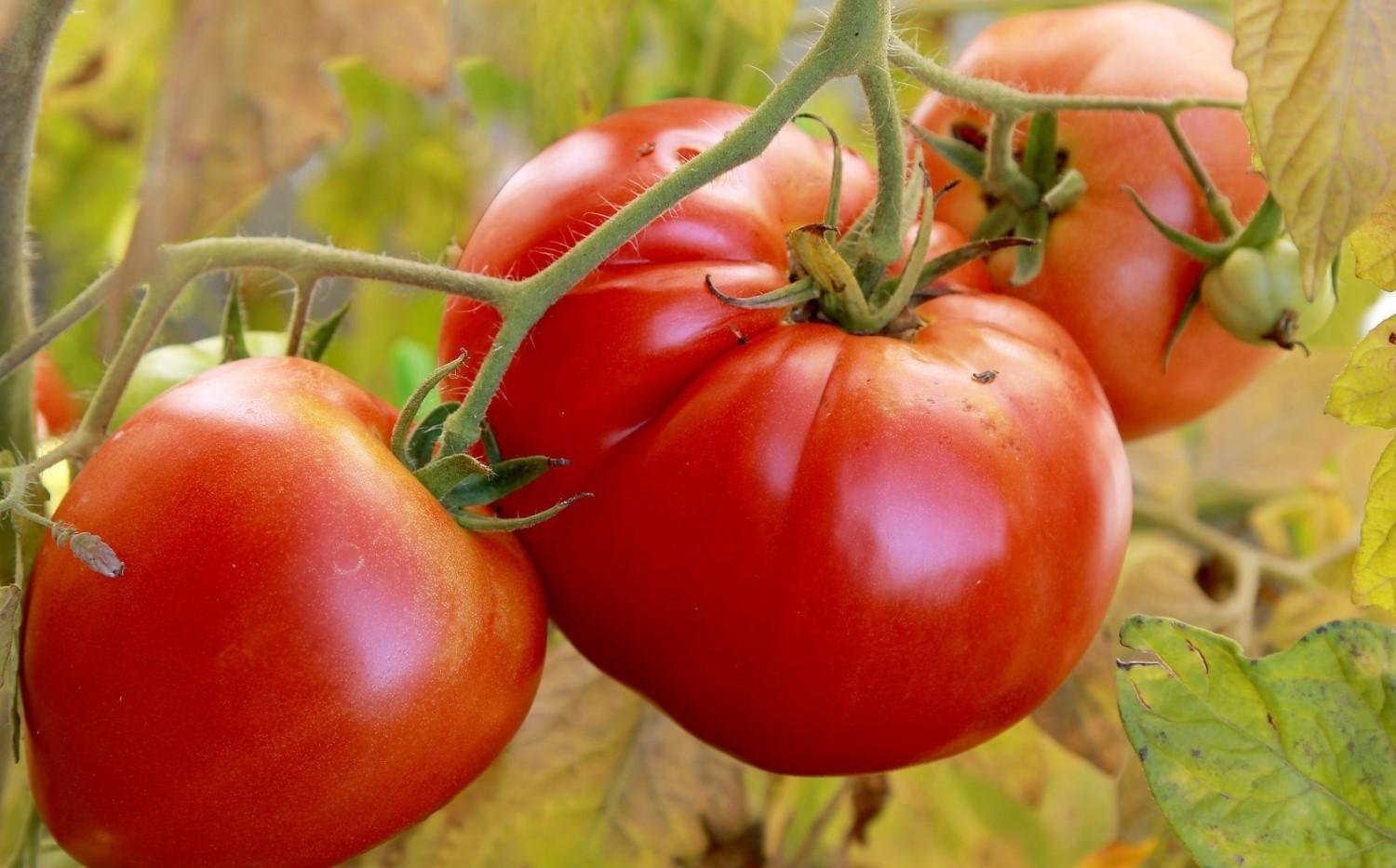 Семена крупных томатов. Сорт помидор Бычье сердце.