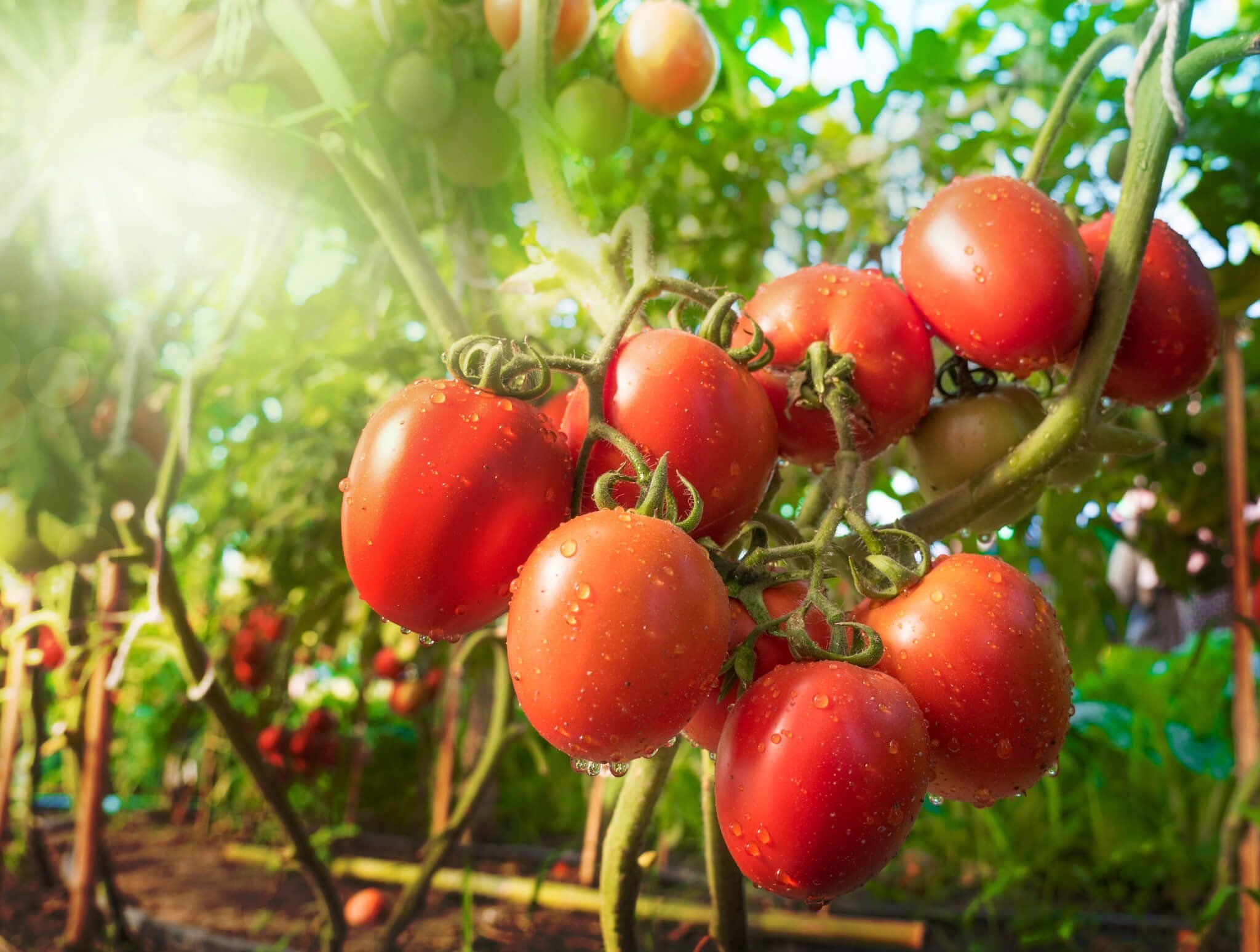 За сколько вырастают помидоры. Плантация помидоров. Куст помидора. Томаты тепличные. Помидоры на грядке.