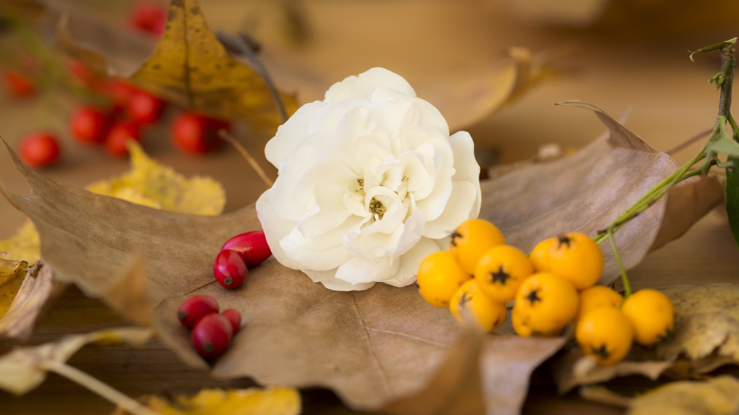 Осень букет роз. Осенние цветы. Осенний букет. Красивые нежные осенние цветы. Осенние цветы фото.