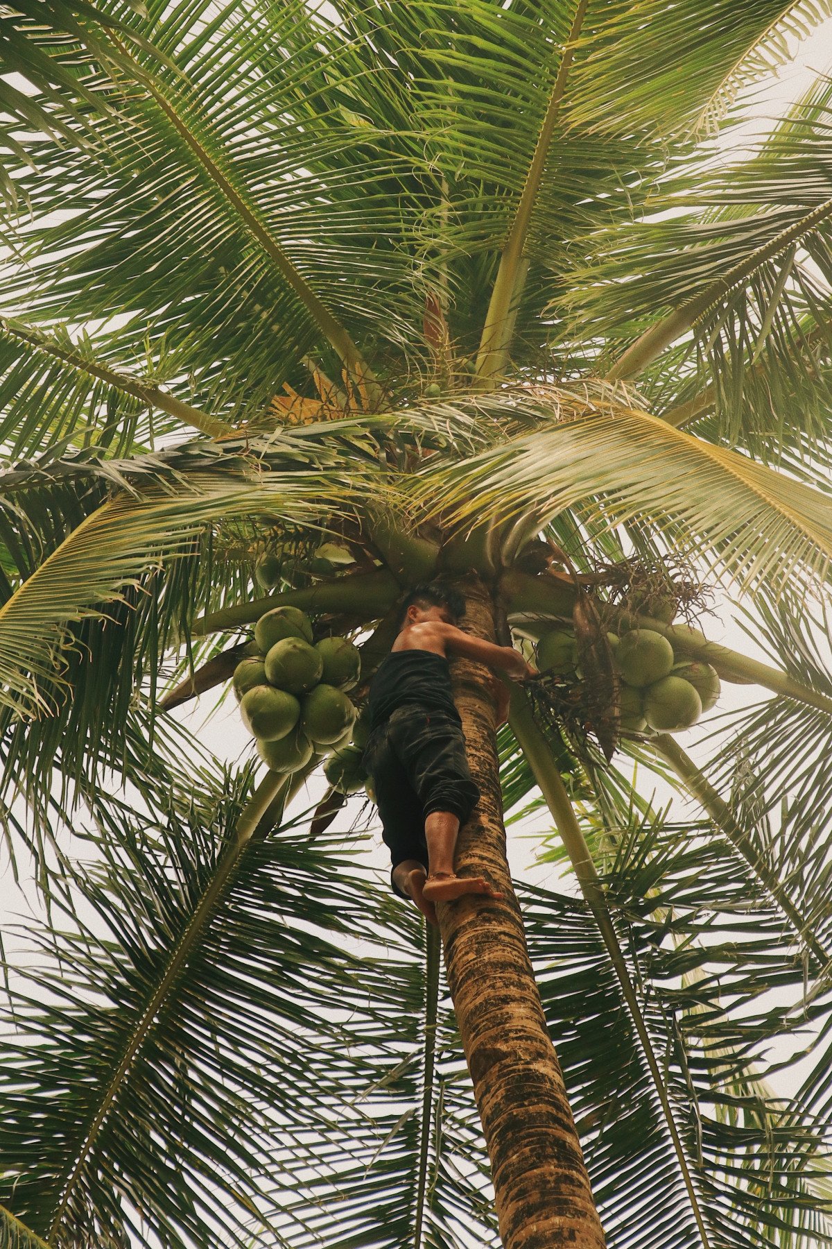 Финик девочка. Бертамовая Пальма. Пальма банановая кокосовая финиковая. Плантации кокосов Фиджи. Кокосовая Пальма финиковая паль.