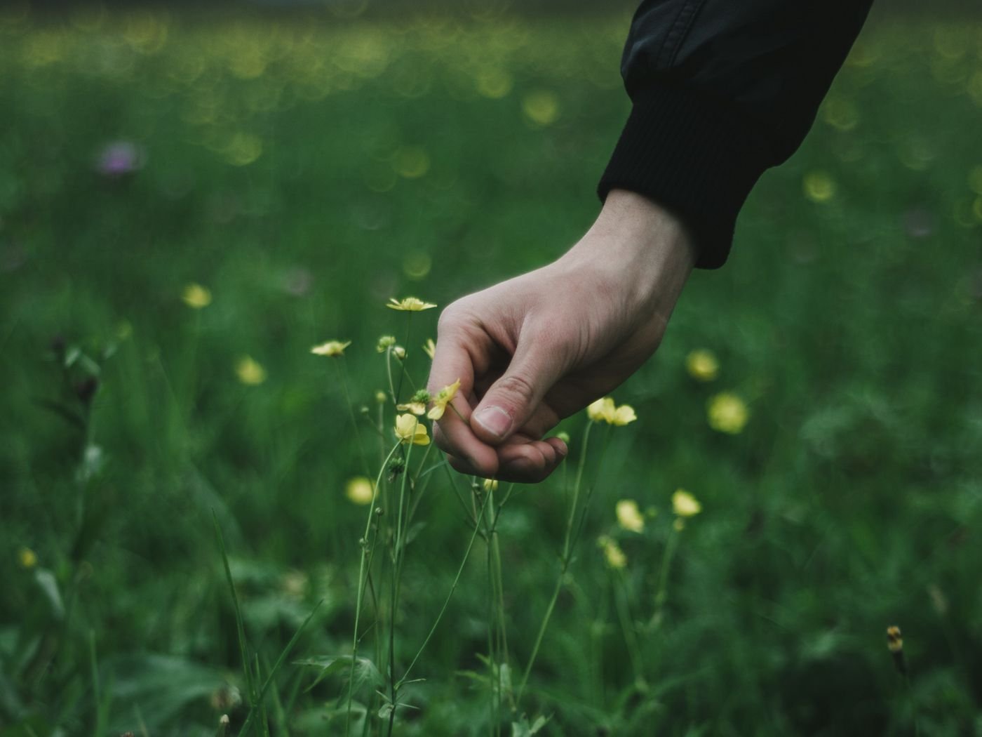 Сорванные цветы. Сорванный цветок. Трава в руке. Эстетика травинки в руке. Руки в траве Эстетика.