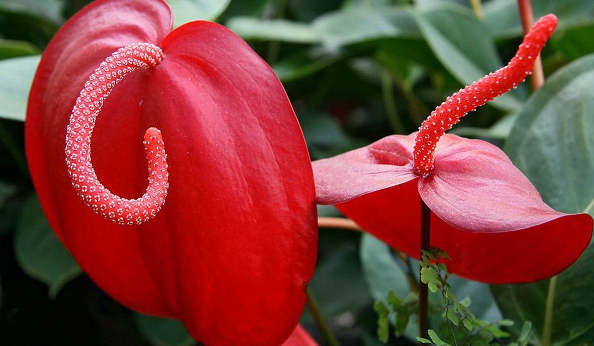 Антуриум Шерцера. Шерцера (Anthurium scherzerianum). Антуриум Шерцера Линдси. Красный Антуриум цветок. Мужское счастье цветок как ухаживать в домашних