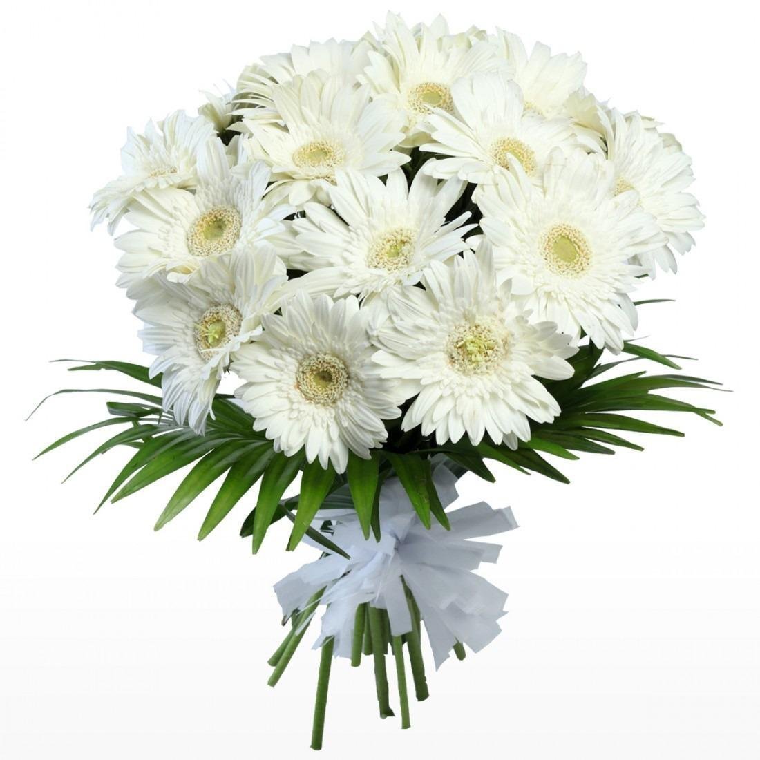Любимые цветы хризантемы. Хризантема Коконут. Хризантема Bislet White. Хризантема кустовая белая. Хризантема Этна.