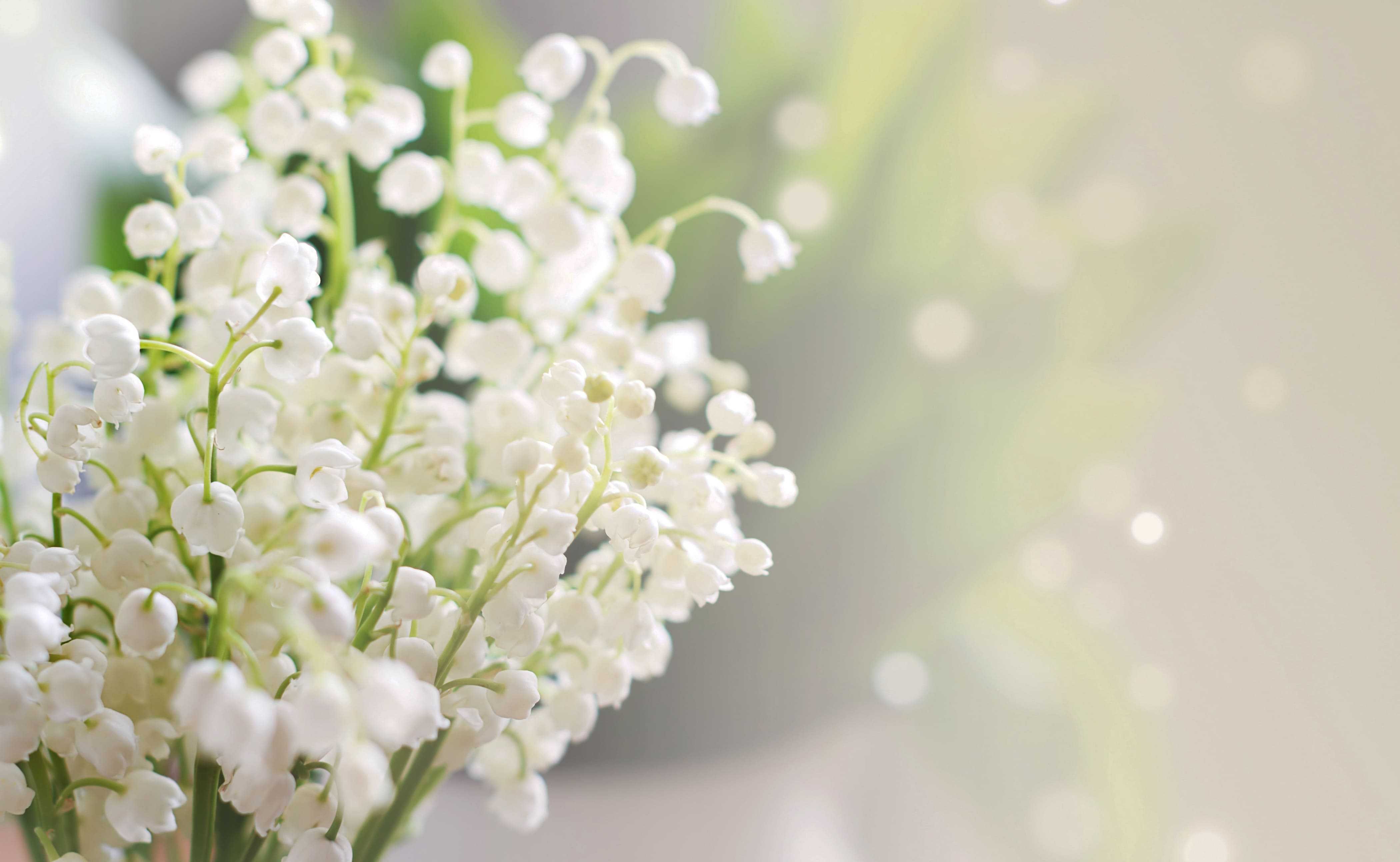 Светлый майский день. Нежные весенние цветы. Белые цветы. Весенний фон. Весенний фон на рабочий стол.