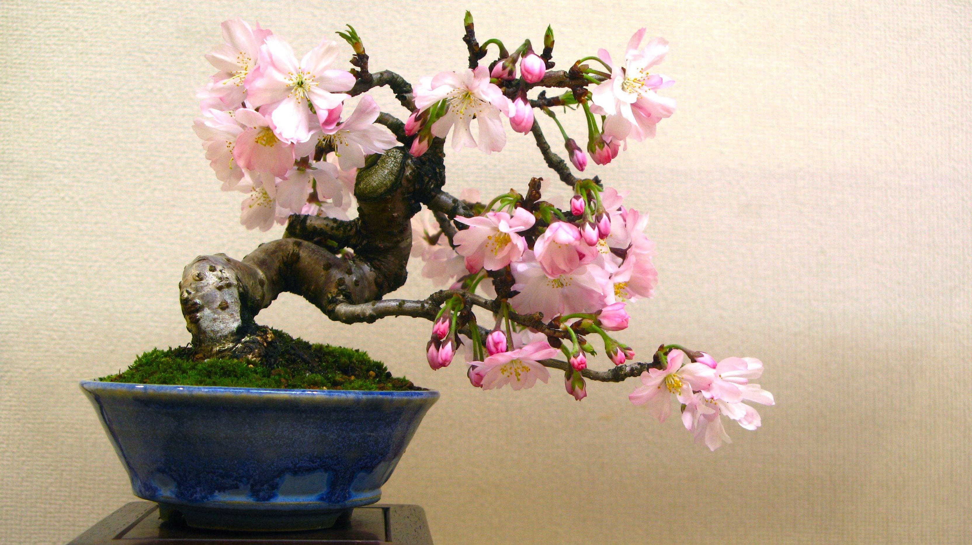 Бонсай в горшке живой. Бонсай Сакура. Дерево бонсай Сакура. Бонсай Prunus serrulata.
