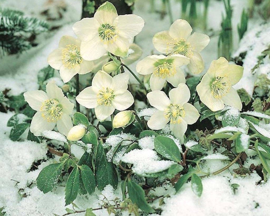 Морозник описание. Морозник геллеборус. Морозник цветок. Геллеборус морозник Рождественская.