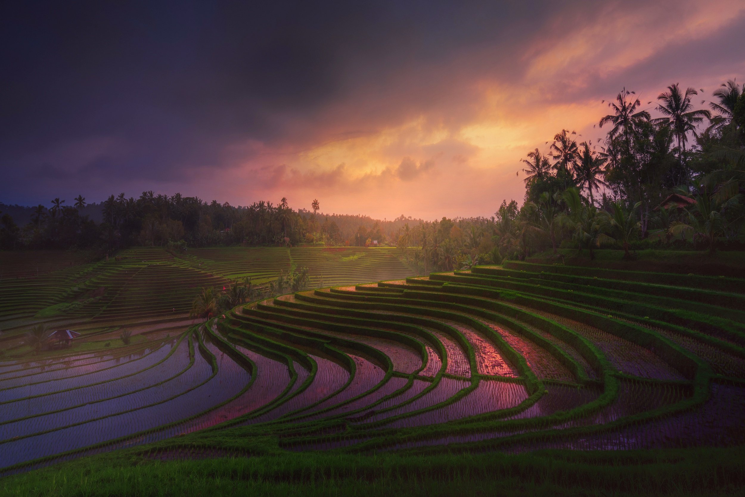 Поля террасы. Рисовые поля Бали. Рисовые террасы Бали. Рисовые плантации Бали. Бали природа рисовые поля.