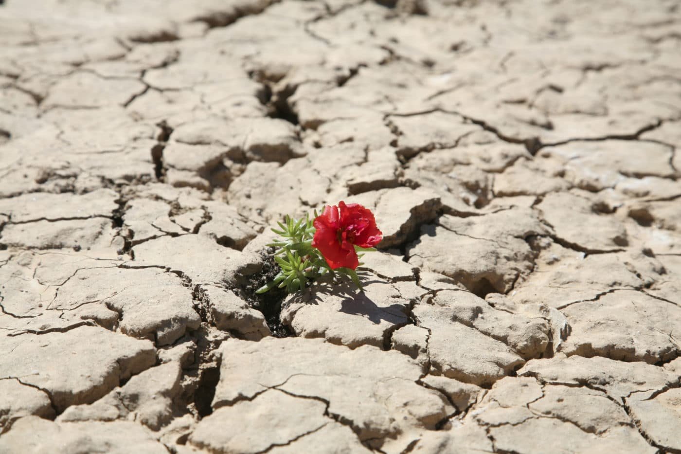 Трещин цветок. Цветок среди камней. Одинокий цветок на скале. Цветок в пустыне. Цветущая пустыня.