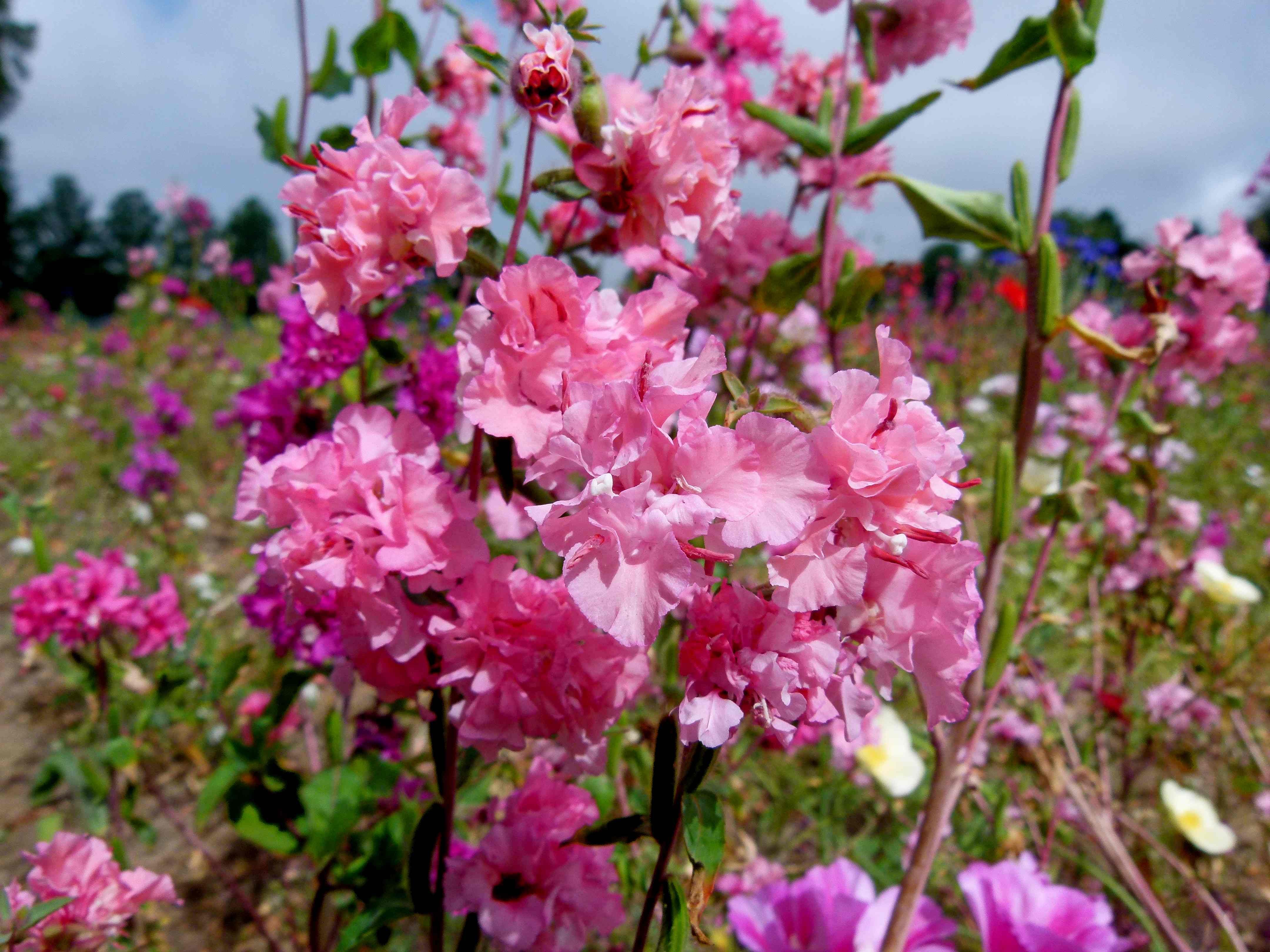 Кларкия цветок фото и описание