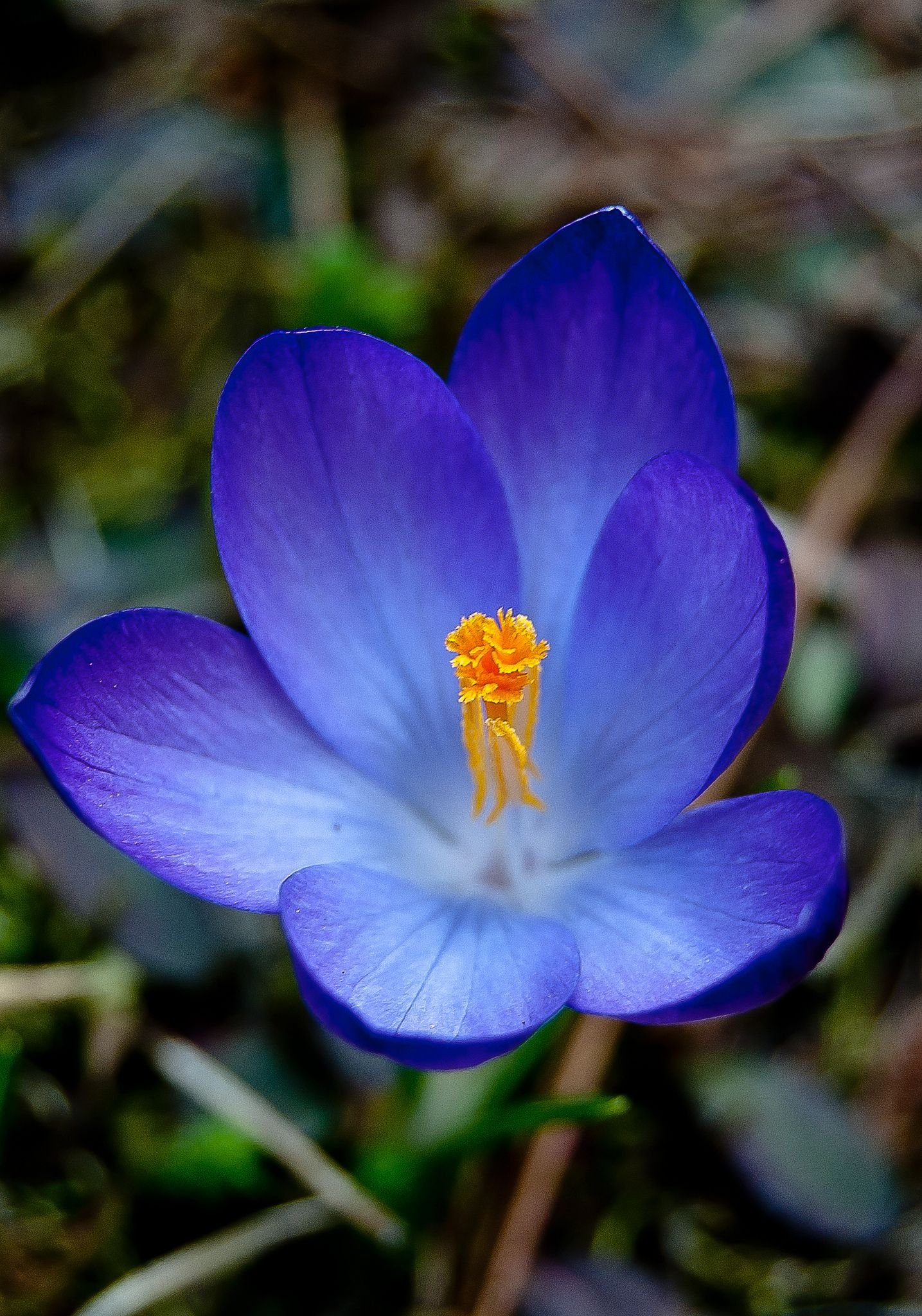 Крокус Шафран цветок. Крокус Шафран голубой цветок. Крокус Шафран синий. Крокус весенний Crocus vernus. Цветущий шафран