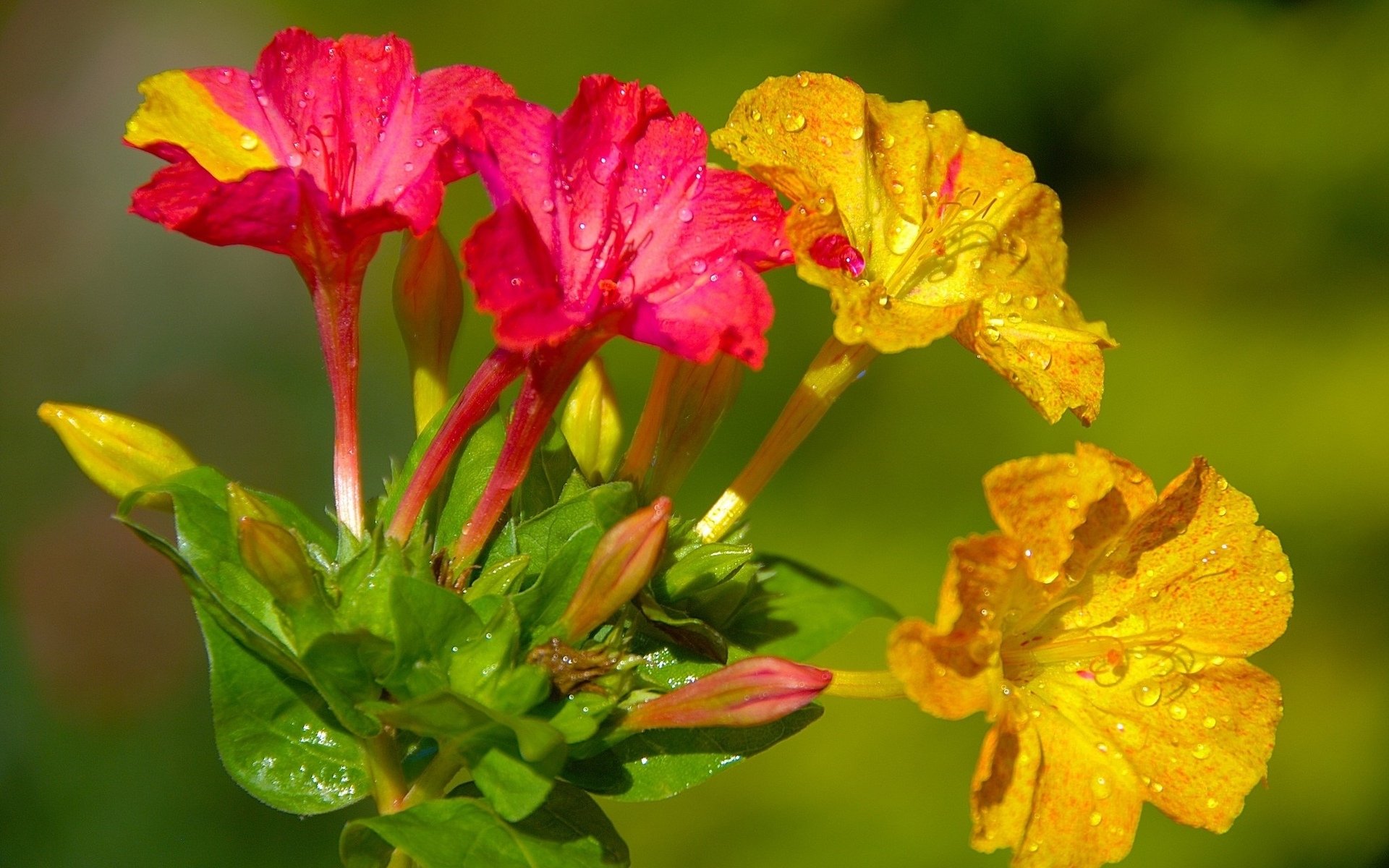 Цветок ночная красавица мирабилис. Мирабилис ялапа цветок. Ночная красавица (Mirabilis Jalapa). Цветок длинный оранжевый