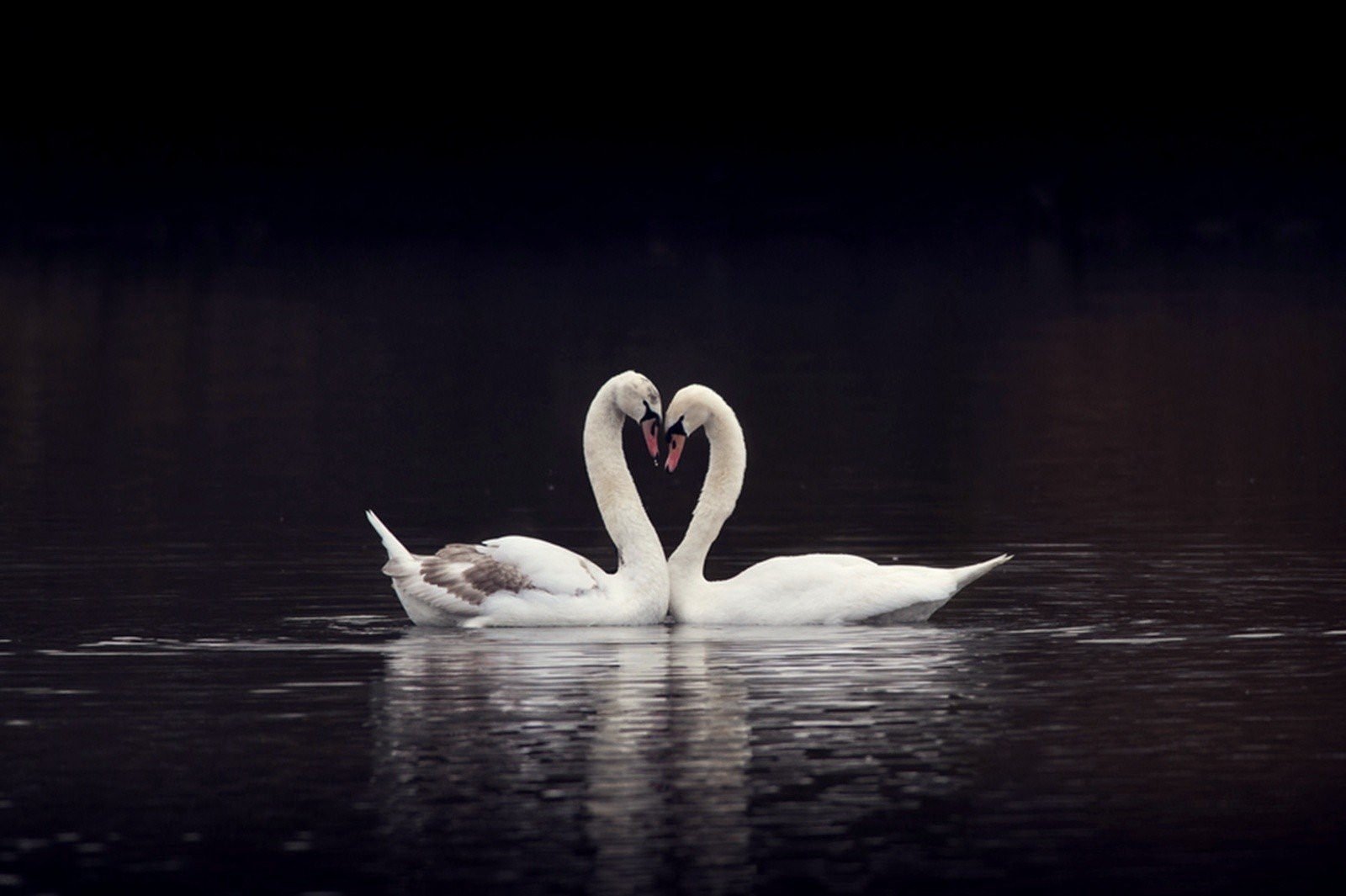 Верность в паре. Два лебедя. Пара лебедей. Любовь и лебеди. 2 Лебедя на озере.