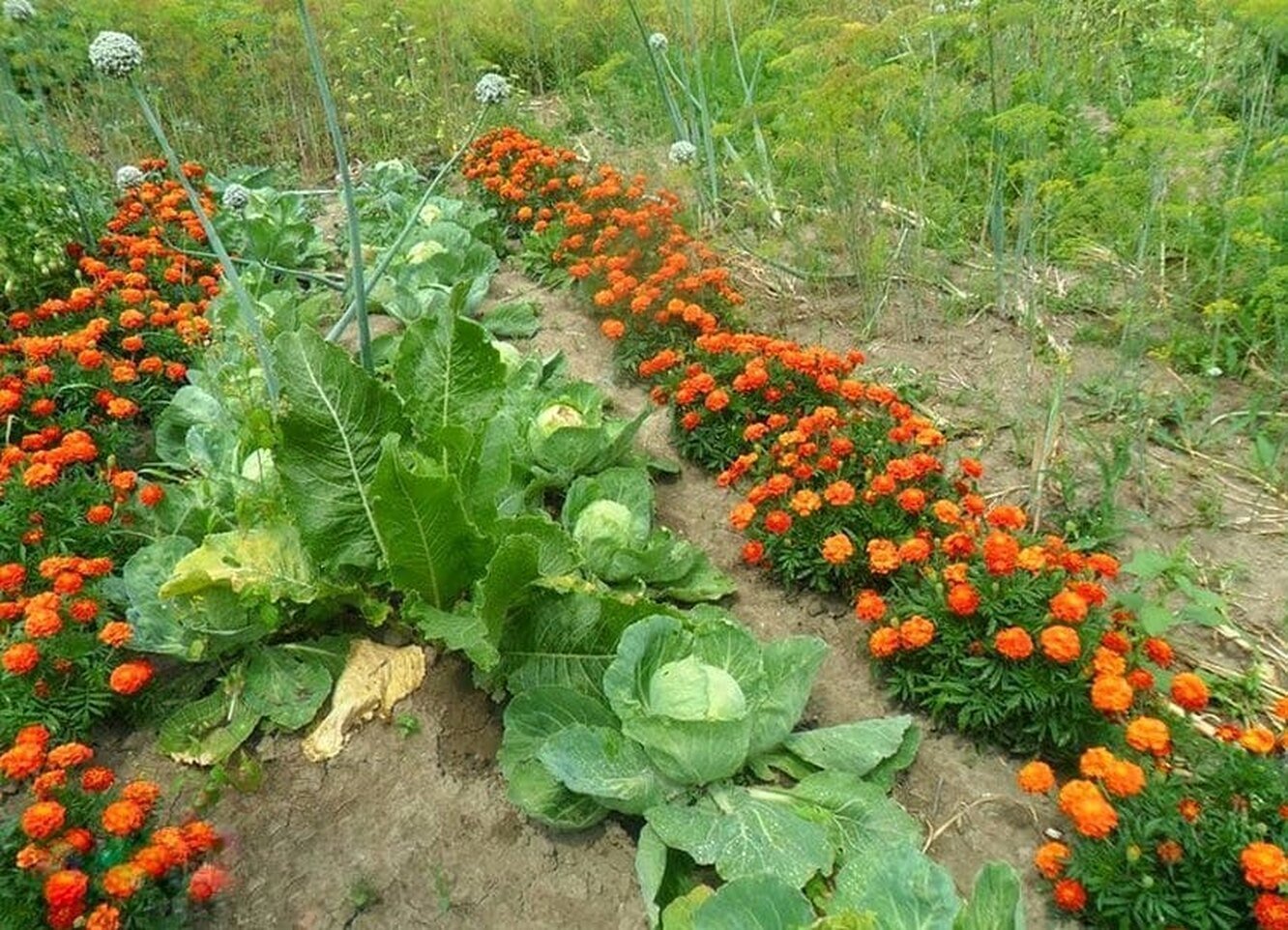 Какие овощи посадить рядом