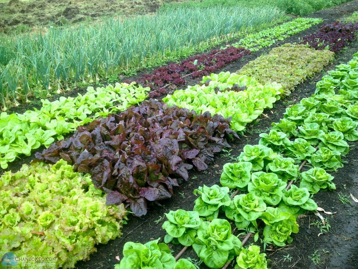 Примеры посадки овощей. Грядки в огороде. Грядки для зелени. Красивые овощные грядки. Салатная грядка.
