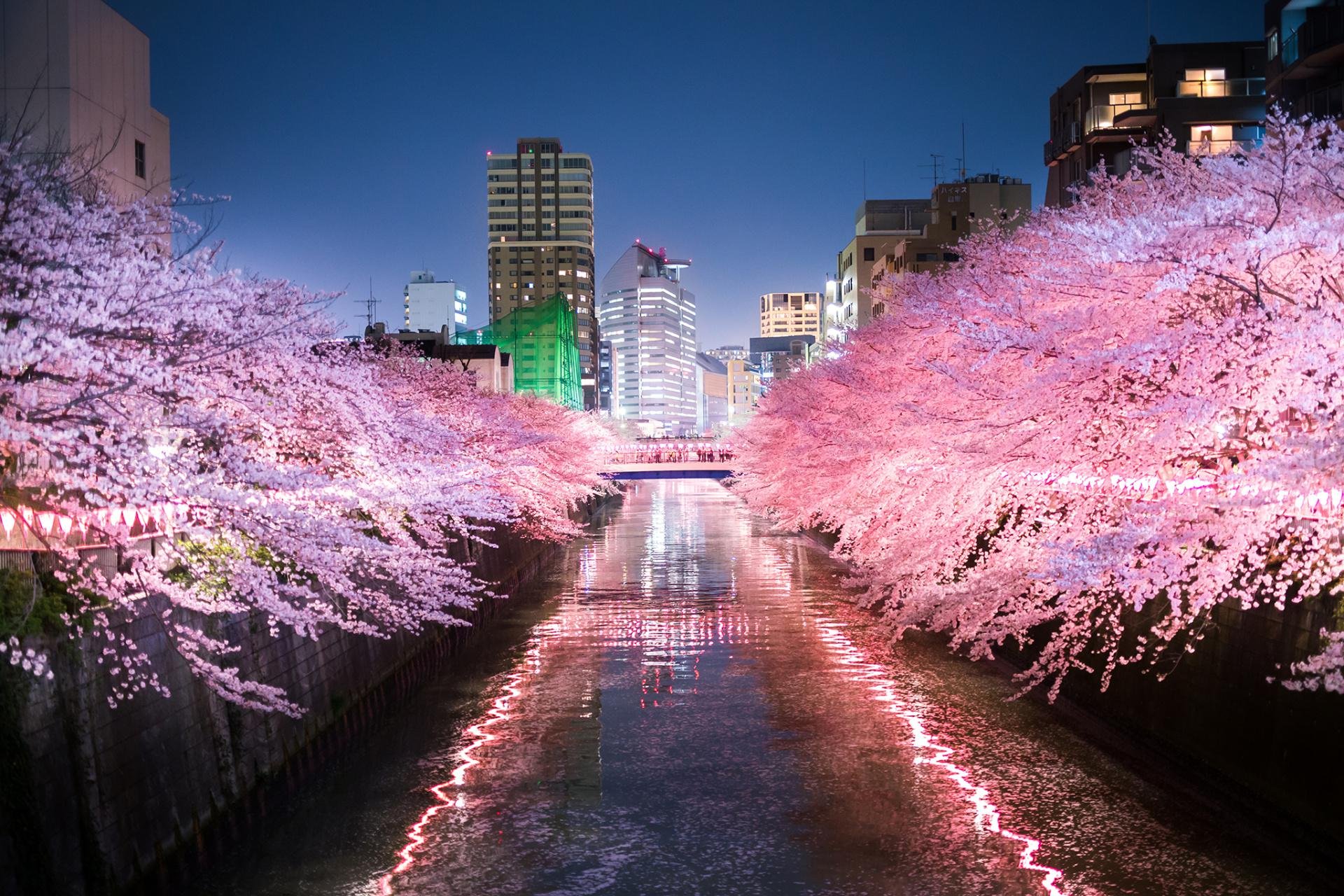 Сакура районы. Йокогама Япония цветение Сакуры. Цветение Сакуры в Токио. Чидоригафучи парк Токио. Цветение Сакуры в Йокогаме.