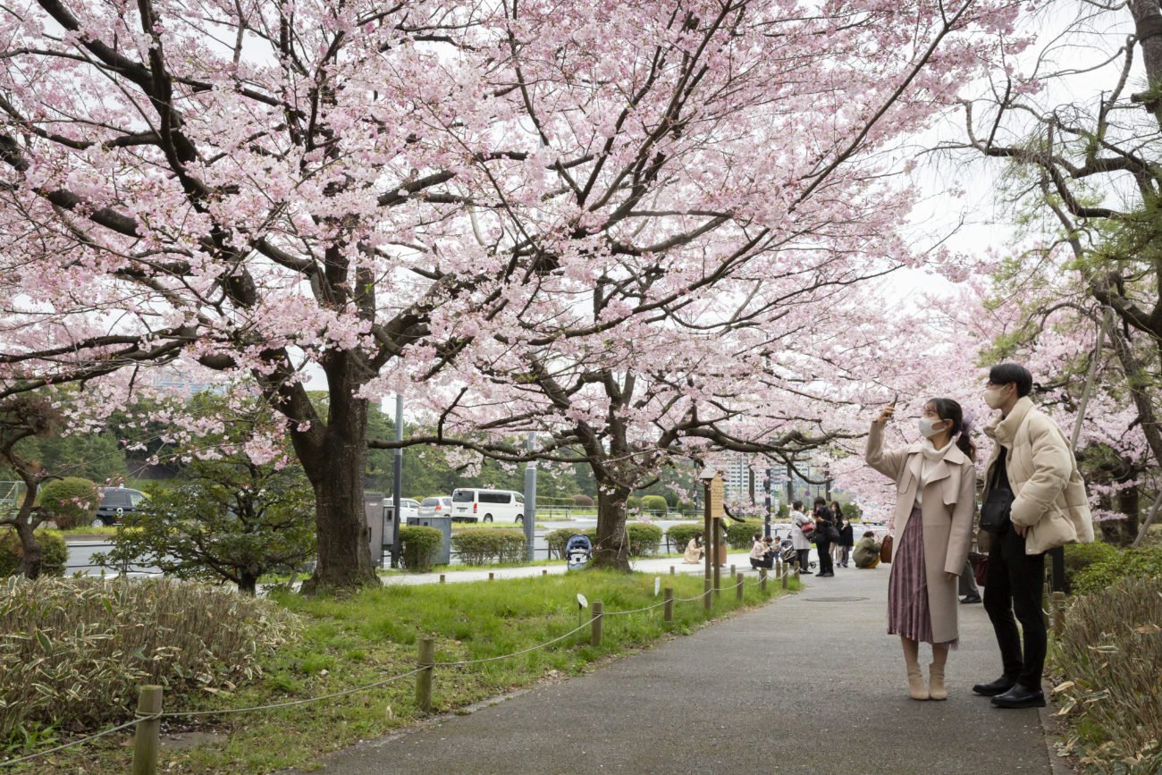 Сакура цветет дней. Сеул цветение Сакуры. Период цветения Сакуры в Японии. Праздник цветения вишни Сакуры в Японии. Япония весной цветение Сакуры.