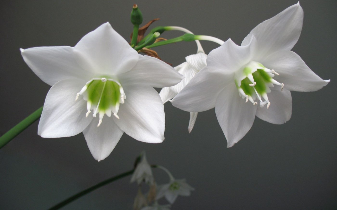 Цветущий комнатный цветок с белыми цветами. Лилия эухарис. Эухарис амазонский. Лилия (Амазонская Лилия эухарис). Эухарис Сандера.