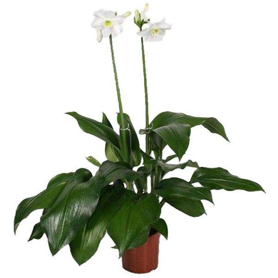 Белый цветок домашний название. Эухарис грандифлора. Спатифиллум эухарис. Эухарис Амазонская Лилия. Лилия домашний цветок эухарис.