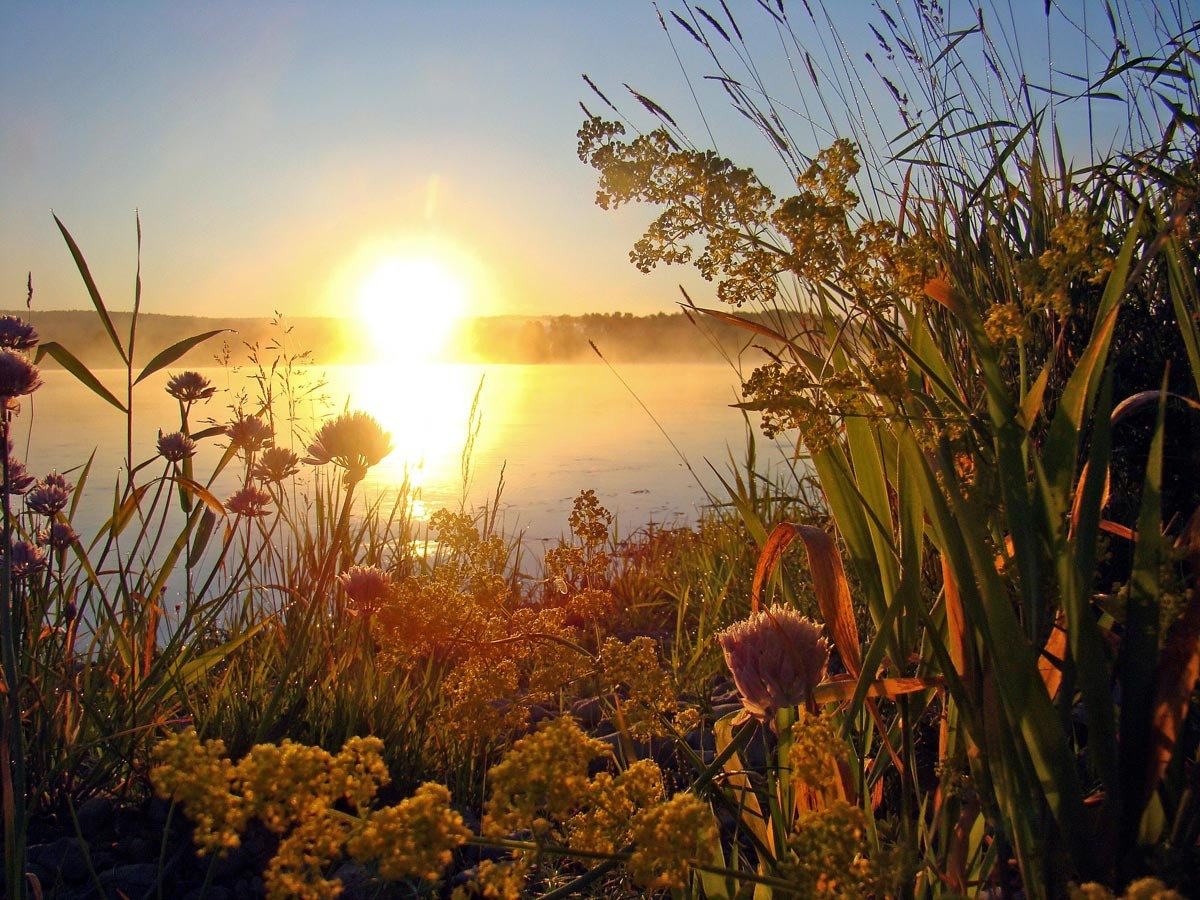 Теплая небесная вода для растений тоже. Летнее утро. Рассвет летом. Природа рассвет. Рассвет солнца.
