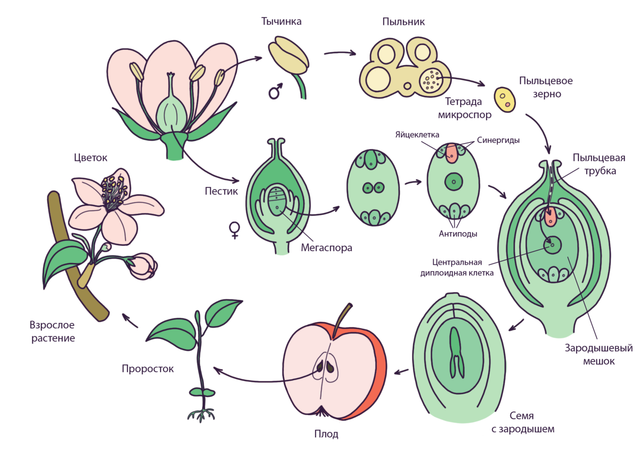 Какие процессы бывают в биологии. Размножение покрытосеменных растений схема. Схема жизненного цикла цветковых растений 6 класс биология. Жизненный цикл цветкового растения схема. Цикл размножения покрытосеменных растений схема.