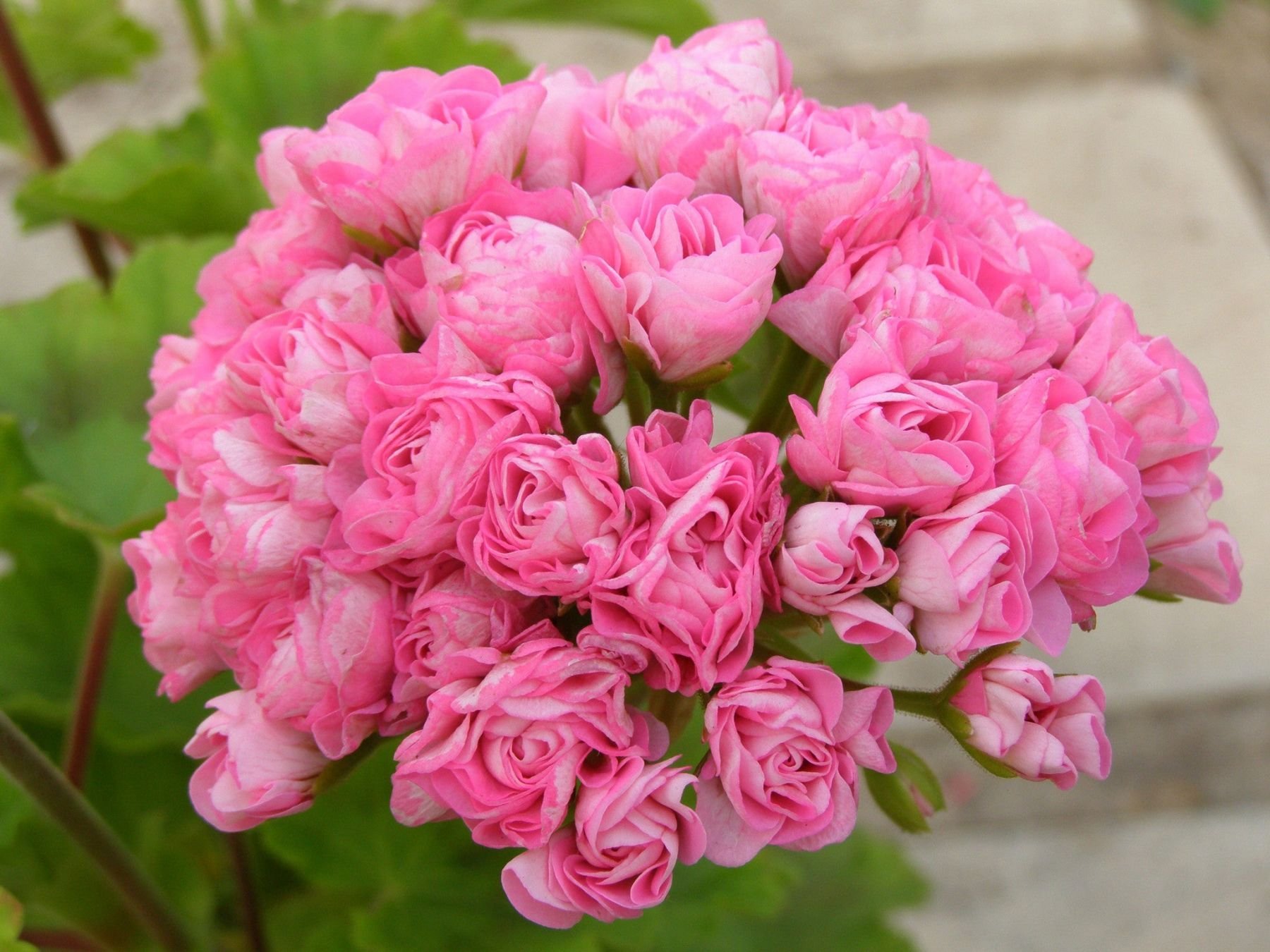 Герань пинк. Пеларгония Swanland Pink. Australian Pink Rosebud пеларгония. Пеларгония Swanland Pink Australien Pink Rosebud.