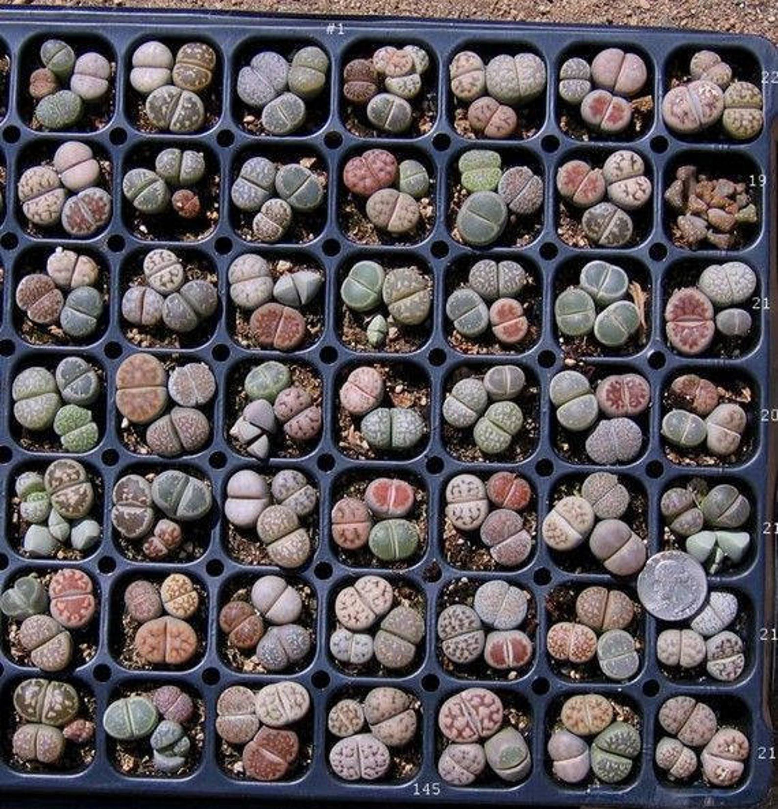 Живые камни семена. Lithops lesliei. Литопсы lesliei. Суккулент Литопс Lithops Mix. Литопсы живые камни.