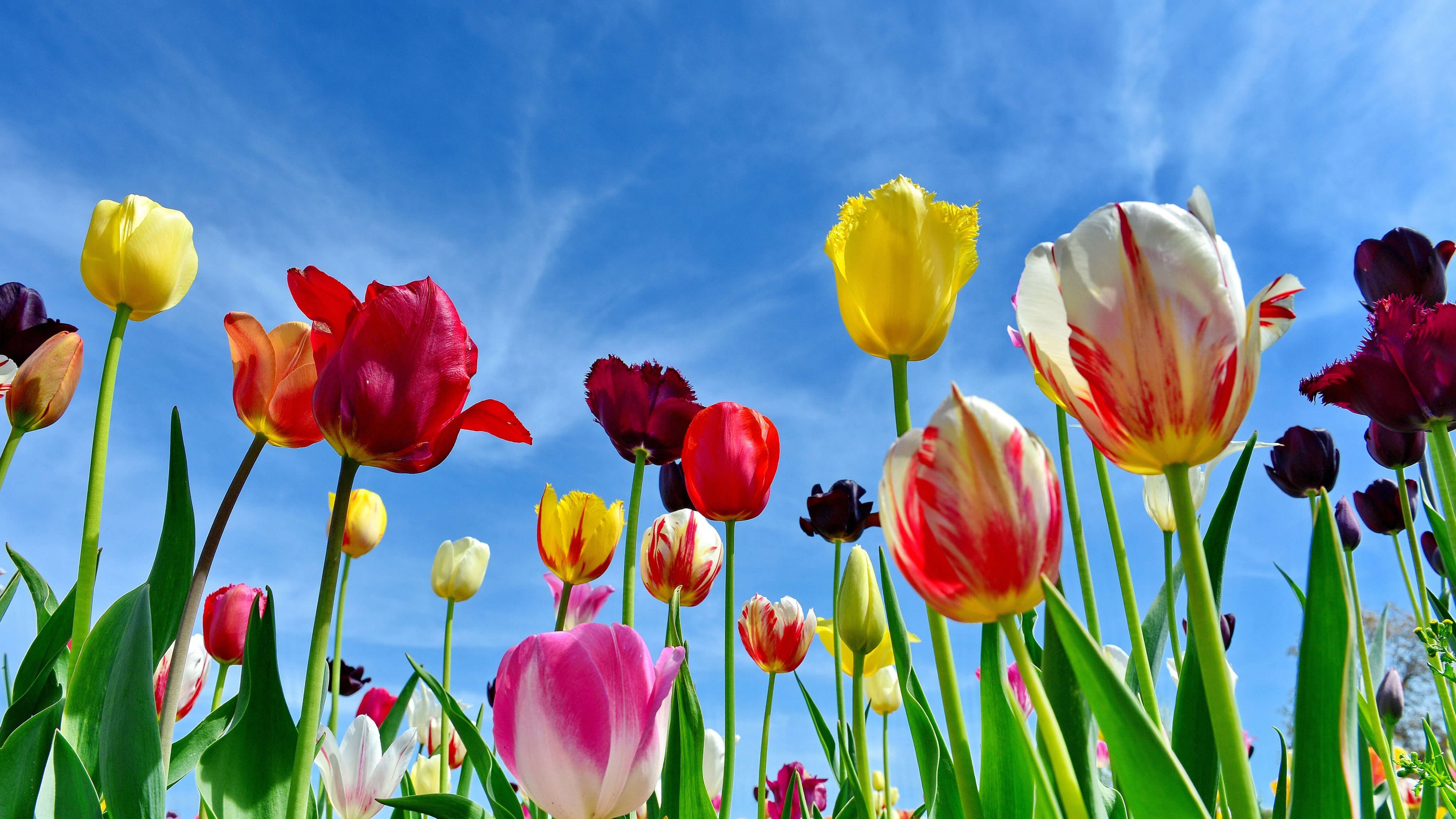 Весенние тюльпаны картинки красивые. Тюльпан Vesna. Тюльпан пикче. Весенние тюльпаны. Тюльпаны обои.