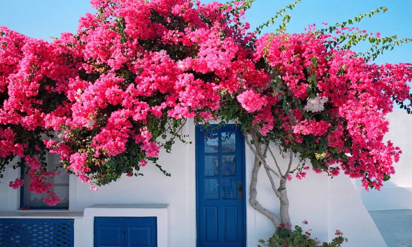 Бугенвиллия на Санторини. Турецкий цветок бугенвиллия. Растения средиземноморья
