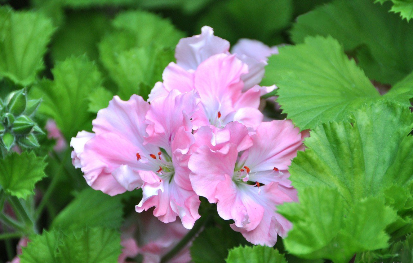 Пеларгония Королевская. Primavera пеларгония. Примавера герань. Pink Geranium пеларгония.