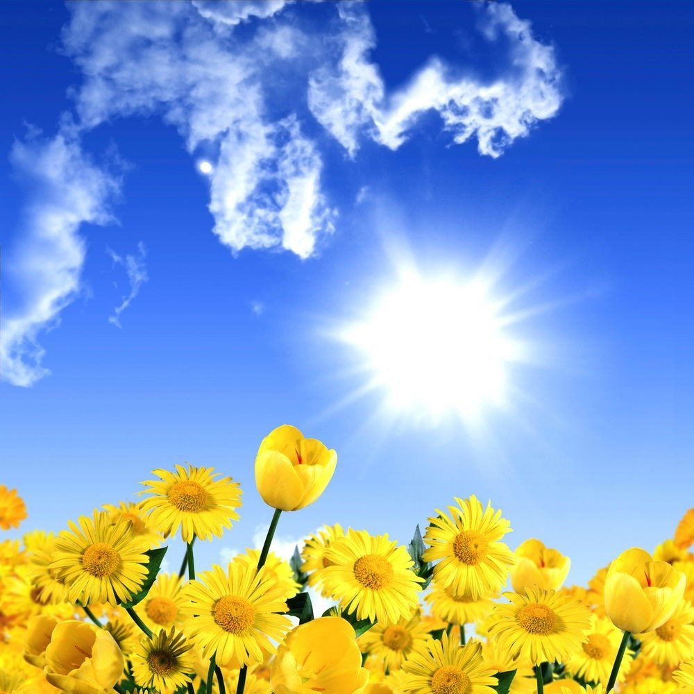 Солнечное небо. Небо солнце. Солнечный цветок. Цветы и солнце.