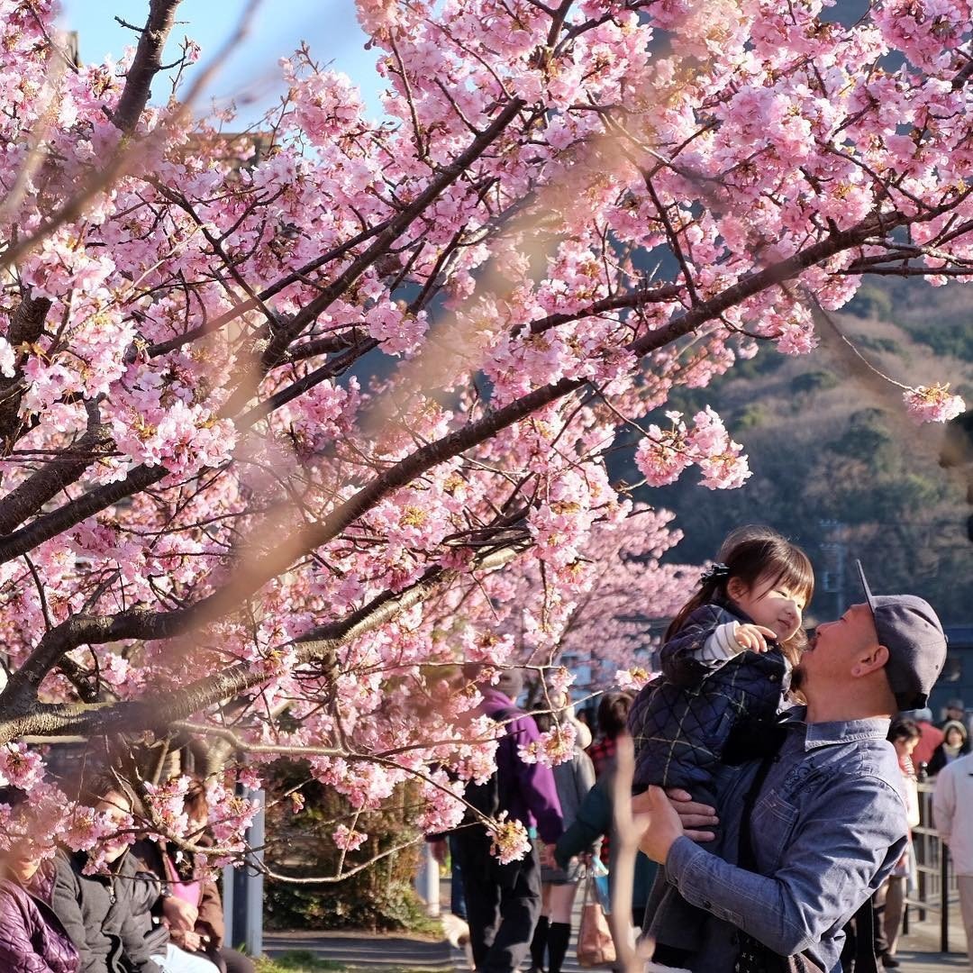День цветущей сакуры. Сакура сомейошино. Период цветения Сакуры в Японии. Шанхай цветение Сакуры. Цветение Сакуры в Токио.