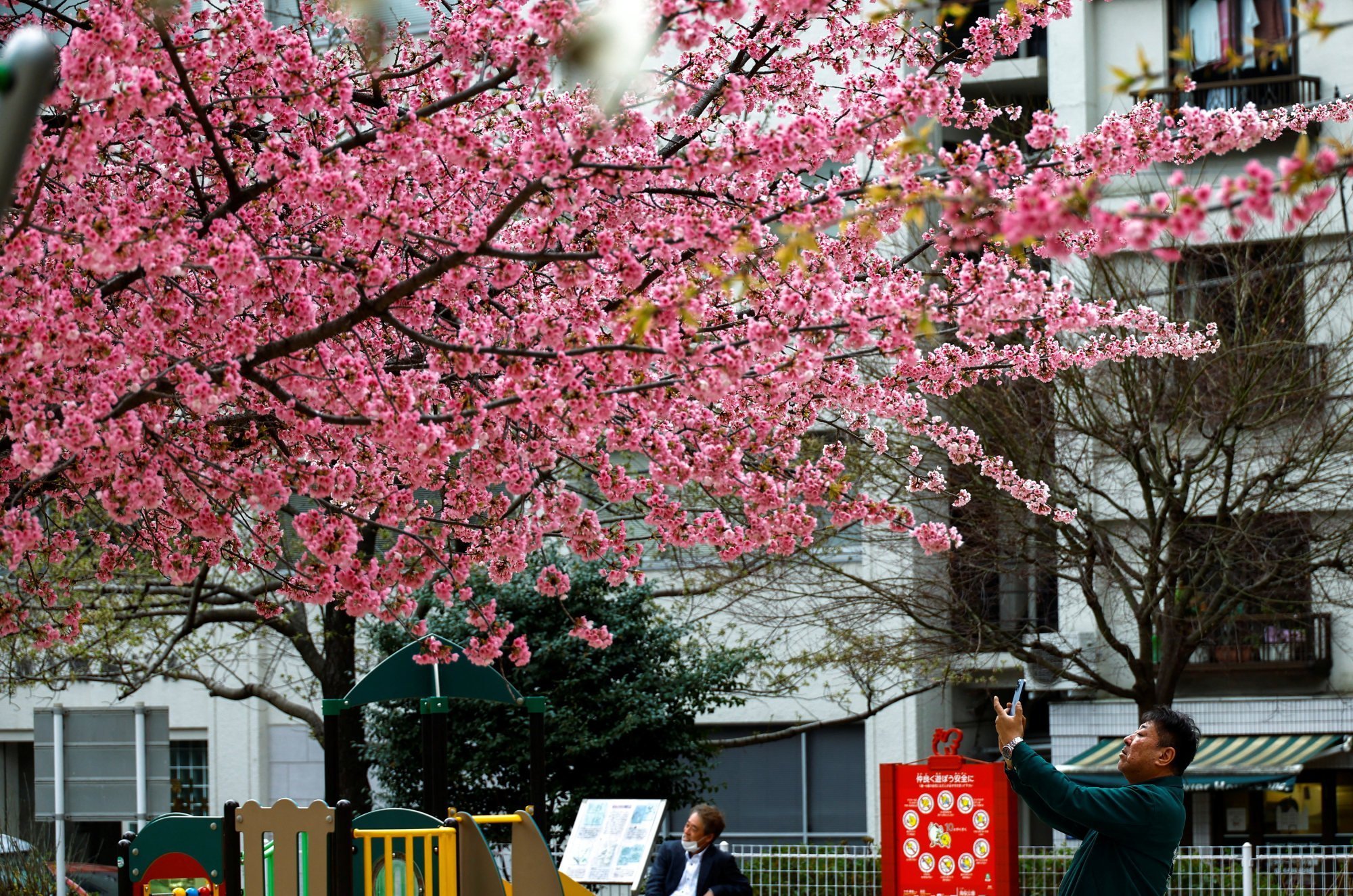Сакура цветет дней. Черри блоссом в Токио. Токио 2023 Сакура цветет. Мито Япония цветет Сакура. Цветущее дерево.