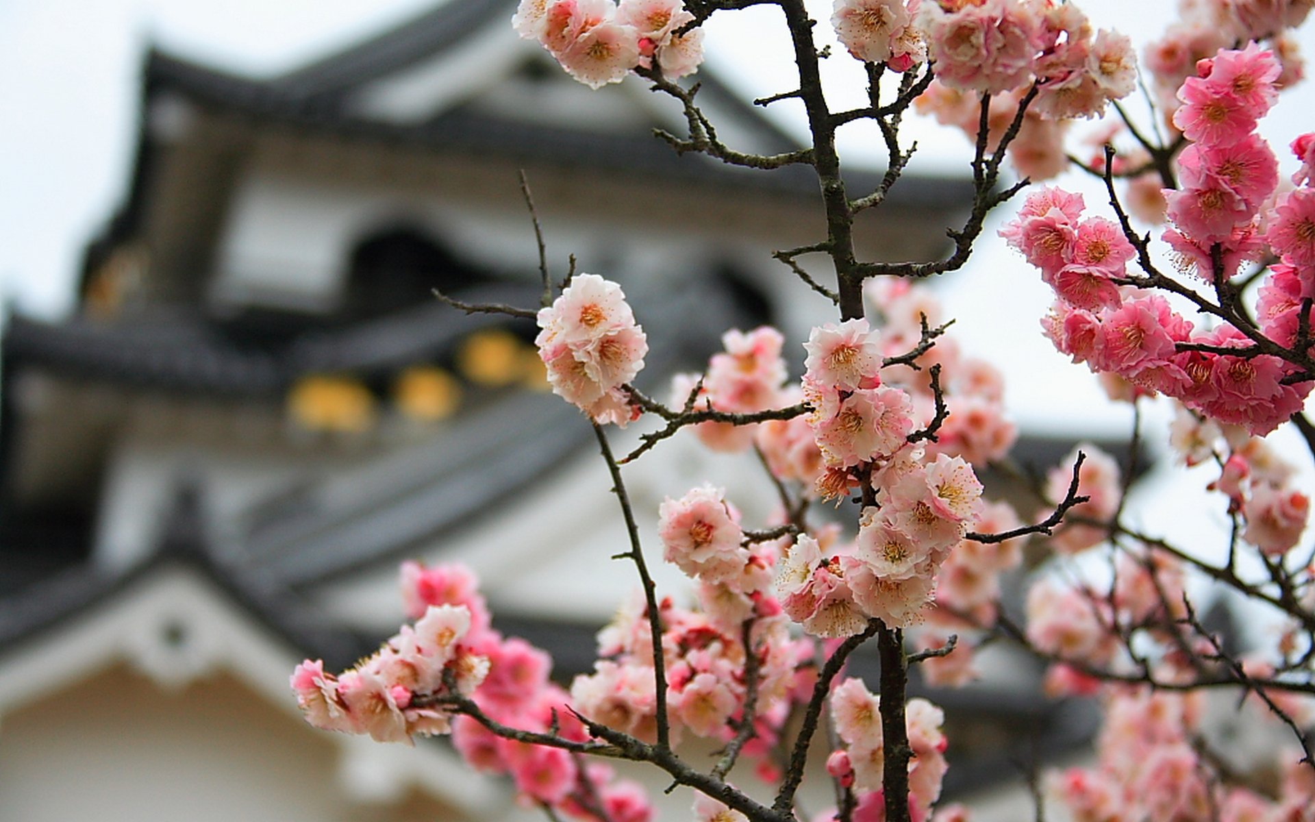 Цветение Сакуры в Китае. Растения Японии Сакура. Китайская вишня Сакура. Китайская вишня блоссом.