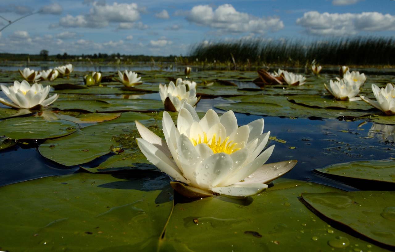 В болоте пресная вода. Нимфея Болотная. Растения водоёмов кувшинка белая. Озеро ханка растения кувшинка. Нимфея Озерная.