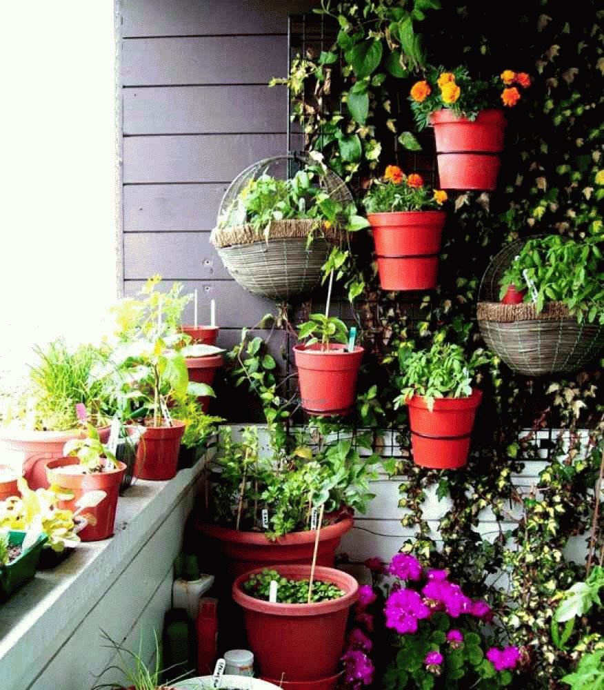 Что можно посадить на балконе. Огород в кашпо. Комнатные растения на балконе. Цветы в горшках на балконе. Цветы в горшках на даче.