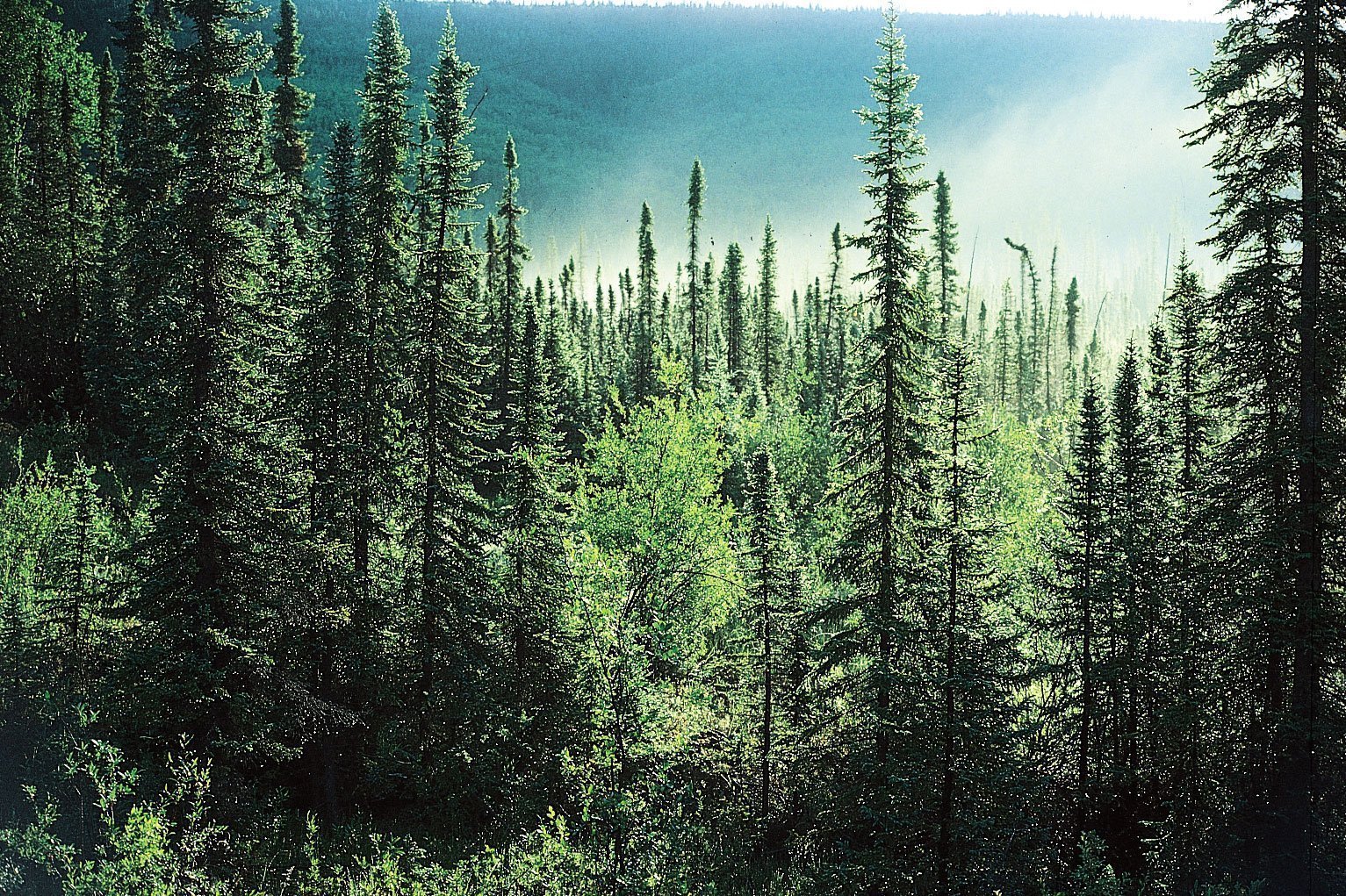 Растительный покров тайги отличается малым видовым разнообразием. Темнохвойная Горная Тайга. Ель Сибирская темнохвойная. Бореальные хвойные леса (Тайга). Темнохвойная Пихтовая Тайга Сибирь.