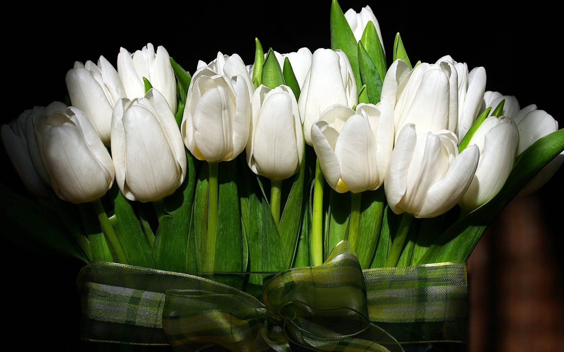 Сколько дарят цветов тюльпанов. Тюльпан Вайт мастер. Тюльпан Вайт Династия. Agrass White тюльпан. Тюльпан Уайт Прауд.