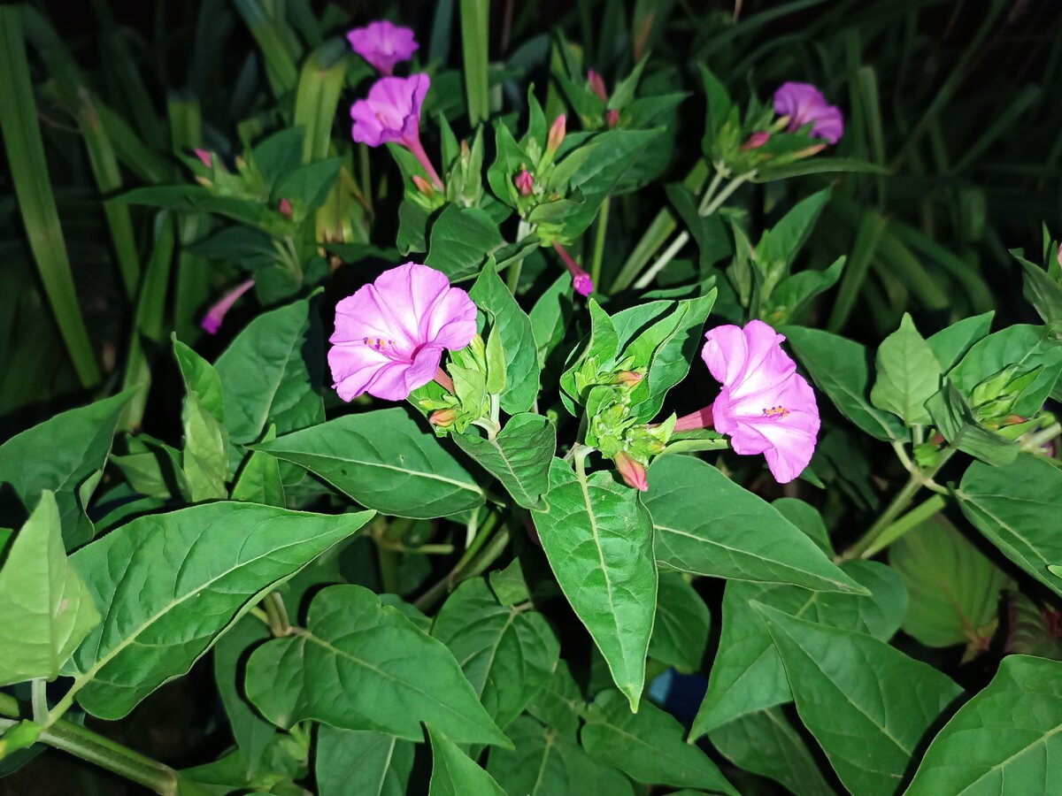Семена ночной красавицы фото. Мирабилис (растение). Мирабилис ночная красавица пестрая. Мирабилис махровый.