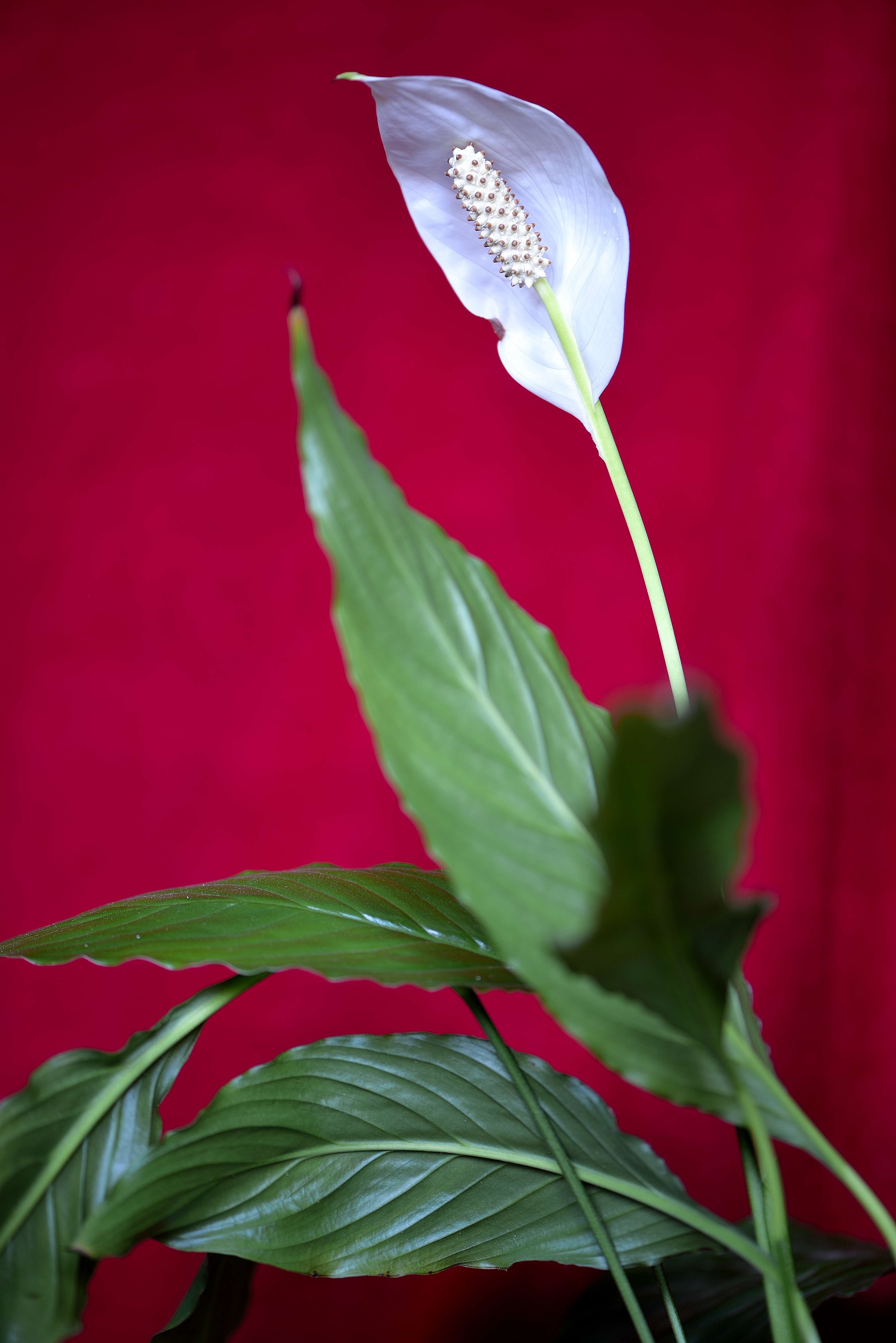 Покажи спатифиллум. Спатифиллум геликониелистный. Спатифиллум обильноцветущий. Спатифиллум Вивальди. Спатифиллум Уоллиса (Spathiphyllum wallisii).