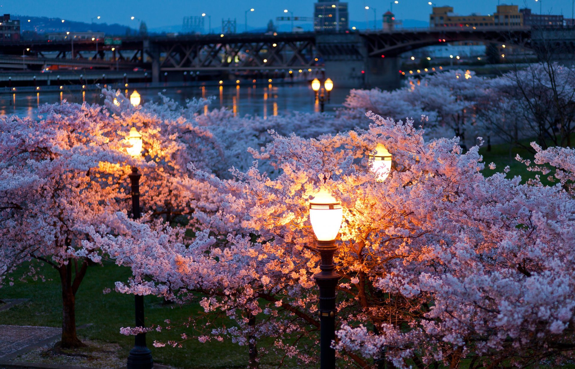Сакура фонари. Весенний город. Парк Сакуры в Японии.