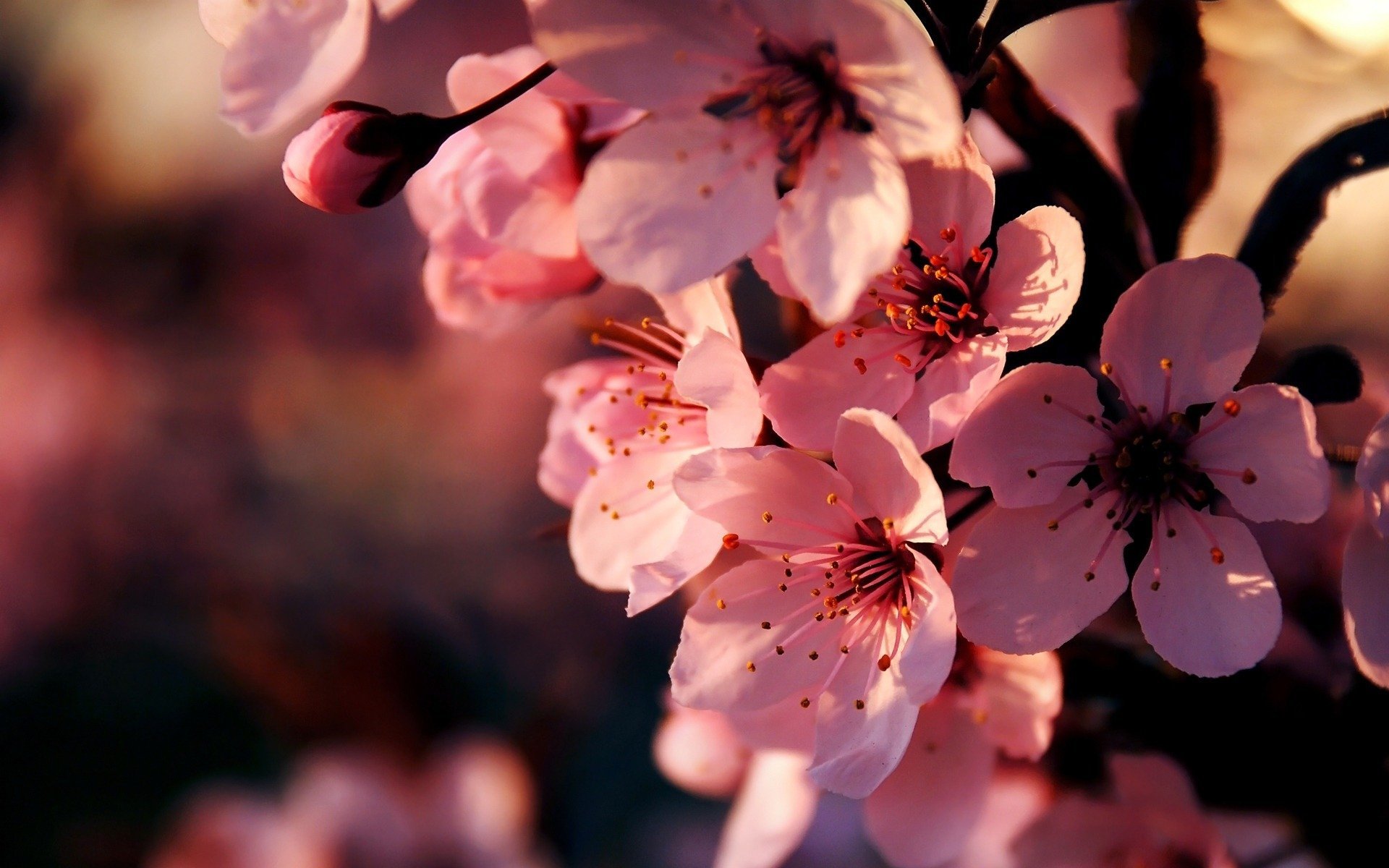 Цветы Сакуры. Цветы вишни. Весенние картинки на рабочий стол. Красивые весенние цветы.