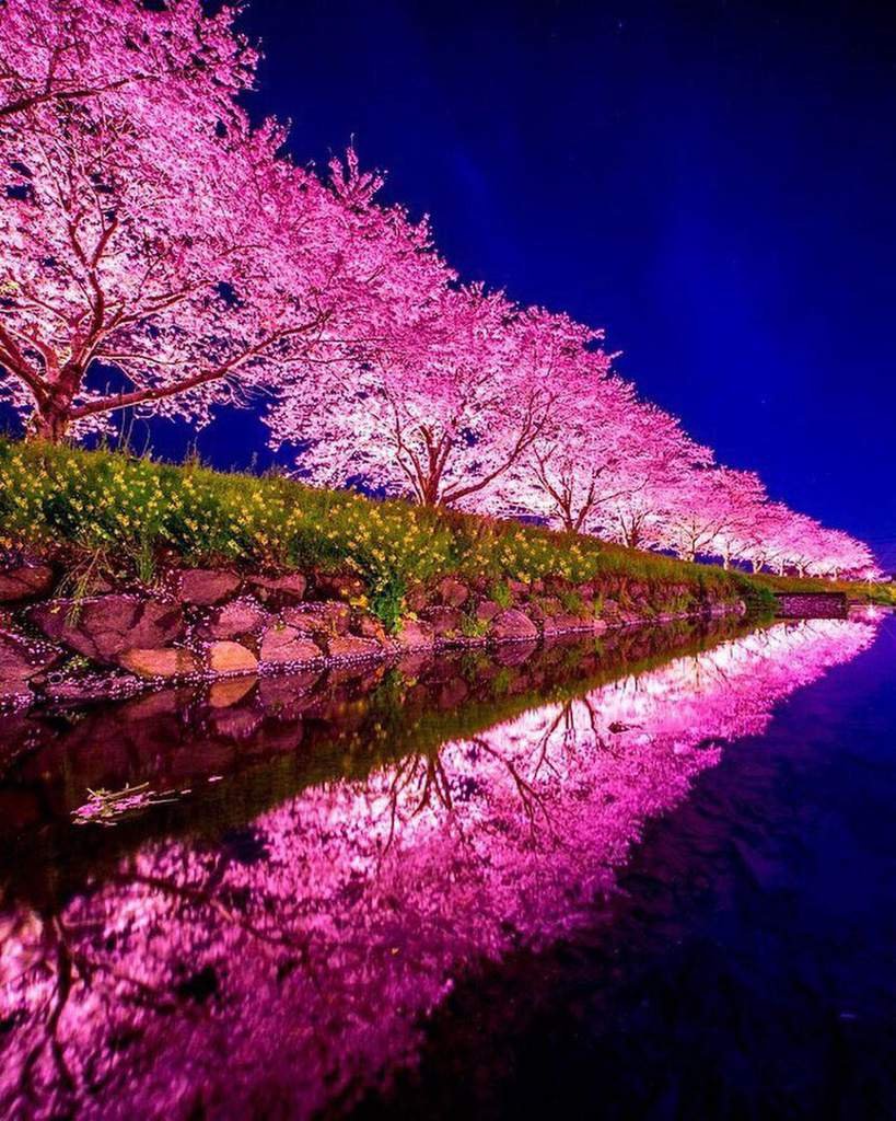 Что такое сакура дерево. Сакура черри блоссом. Черри блоссом цветет. Цветение Сакуры в Японии фото. Сакура Япония вишня.