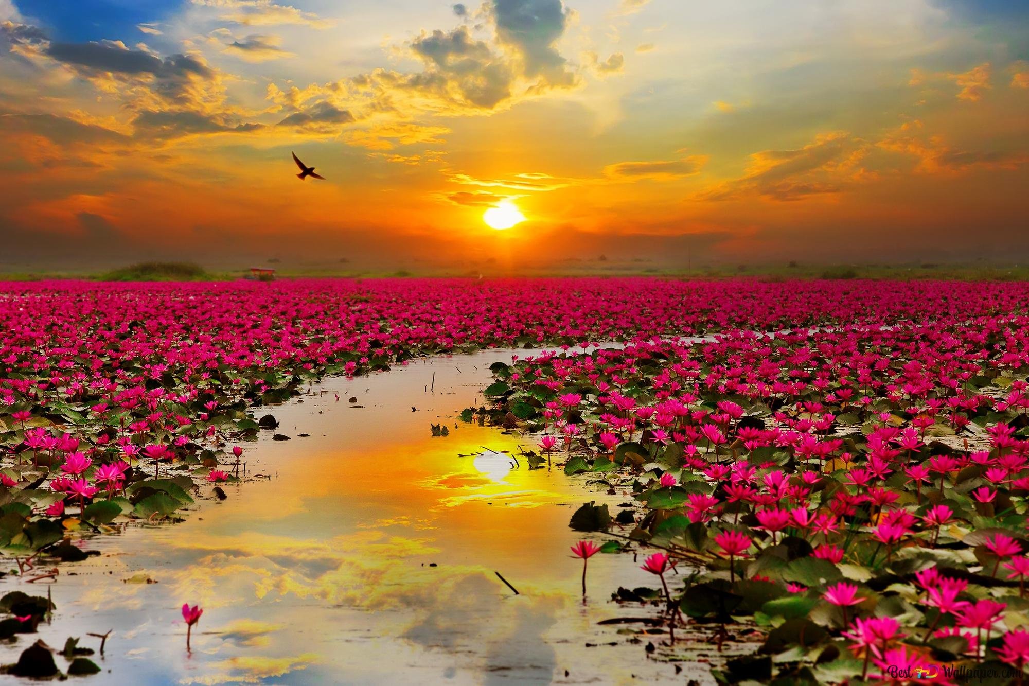 Розовое болото. Пейзажи с цветами. Цветущая земля. Красота природы. Цветы на фоне моря.