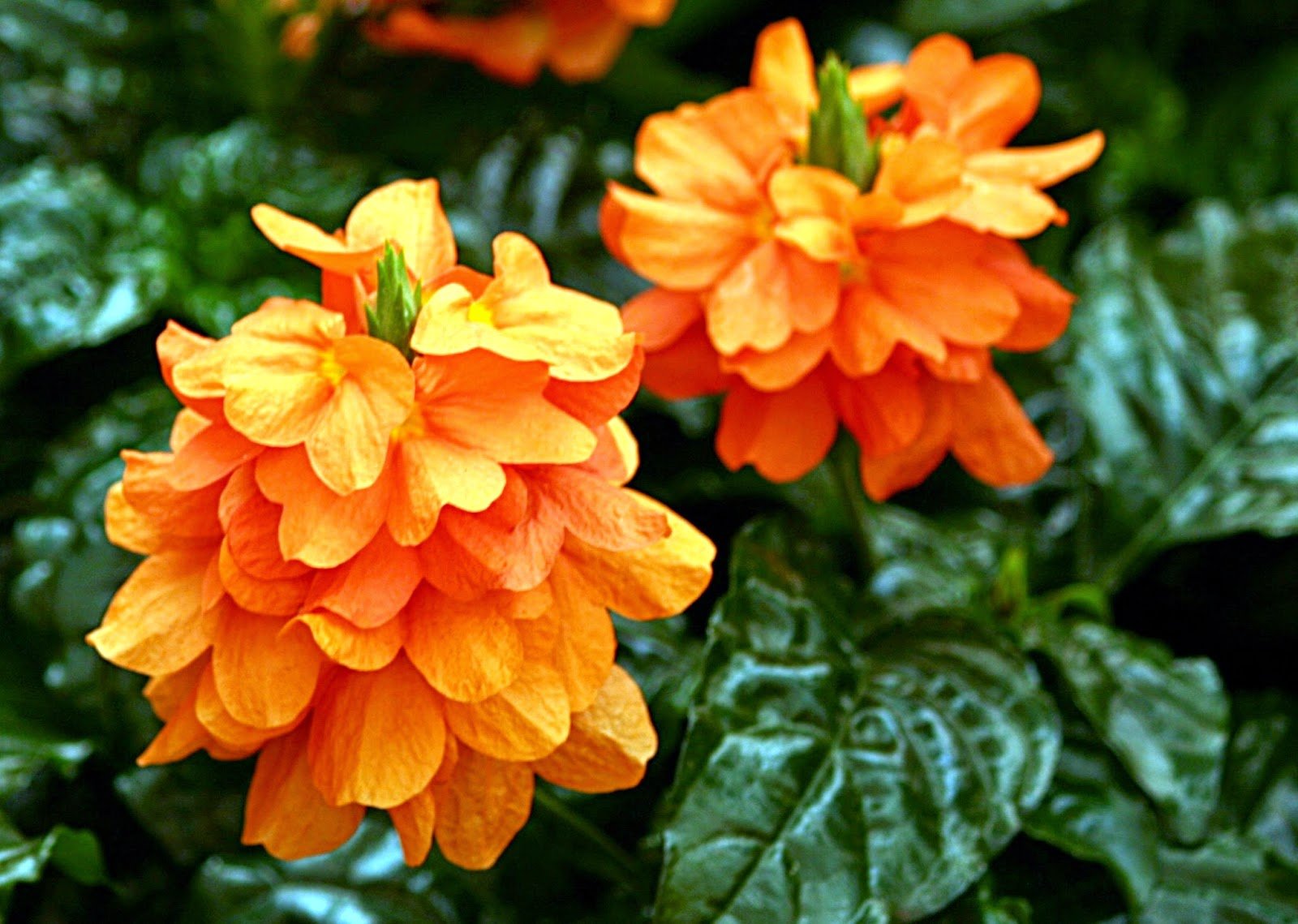 Flowers fortune. Кроссандра цветок. Кроссандра оранжевая. Цветок Фортуна кроссандра. Кроссандра воронковидная.