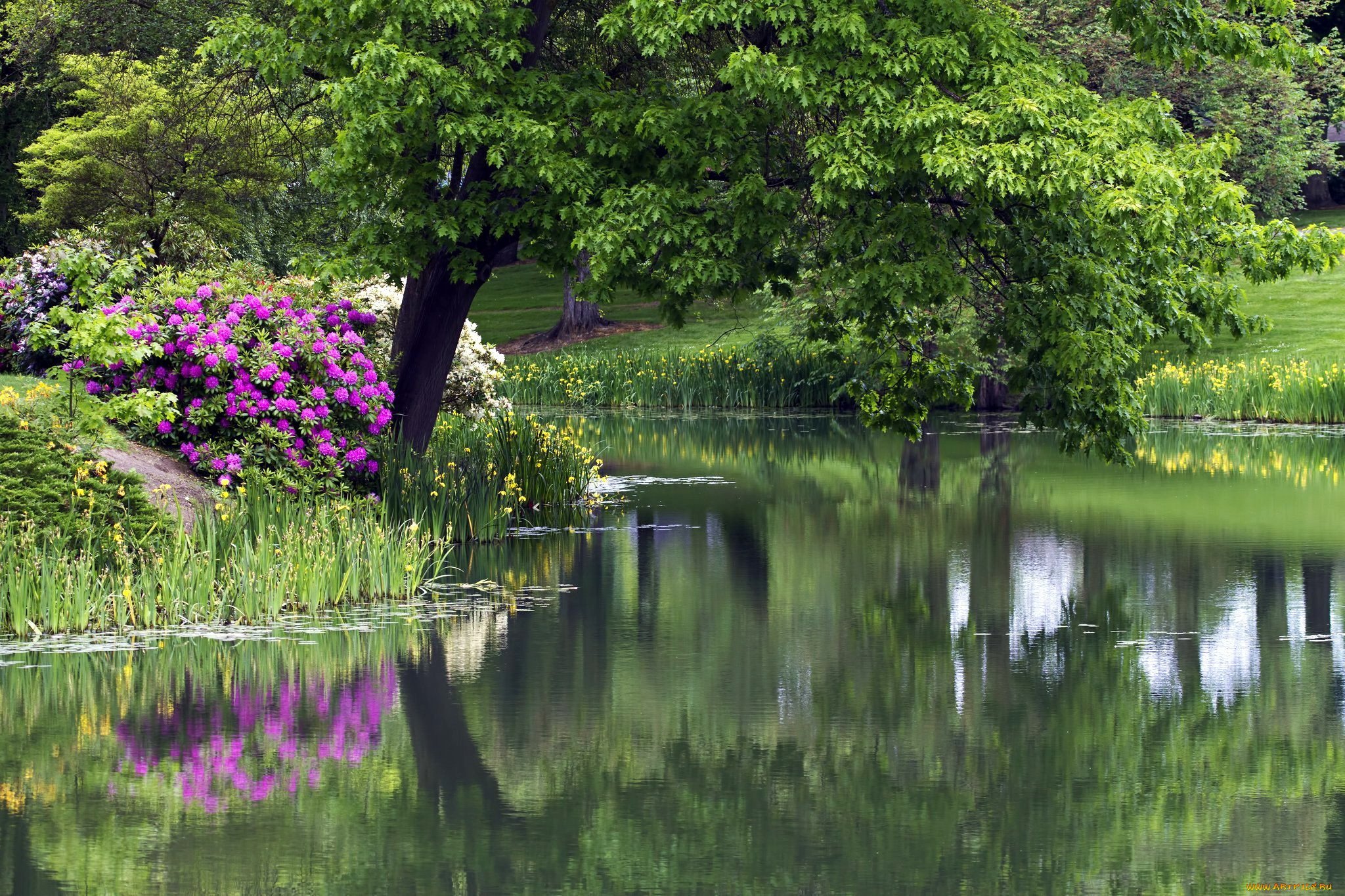 Шеффилд парк пруд. «Сад с прудом в Живерни» (около 1920, Моне. Парк Шеффилд Гарден,природа,цветы,деревья,. Парк Лейк Гарденс. Май на пруду