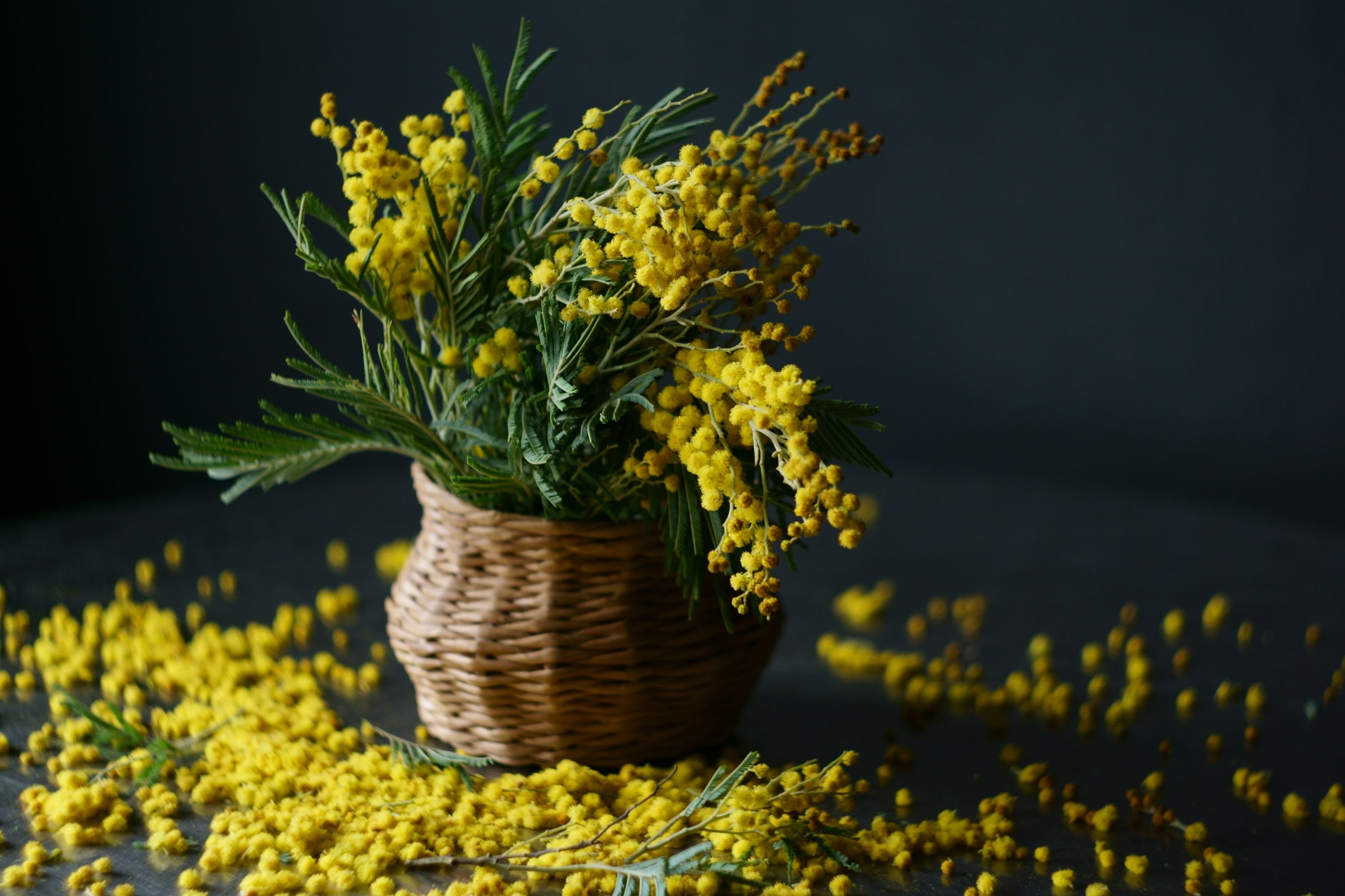 Цветы Мимоза Эстетика. Мимоза желтая цветок. Мимоза на столе. Весенние цветы Мимоза.