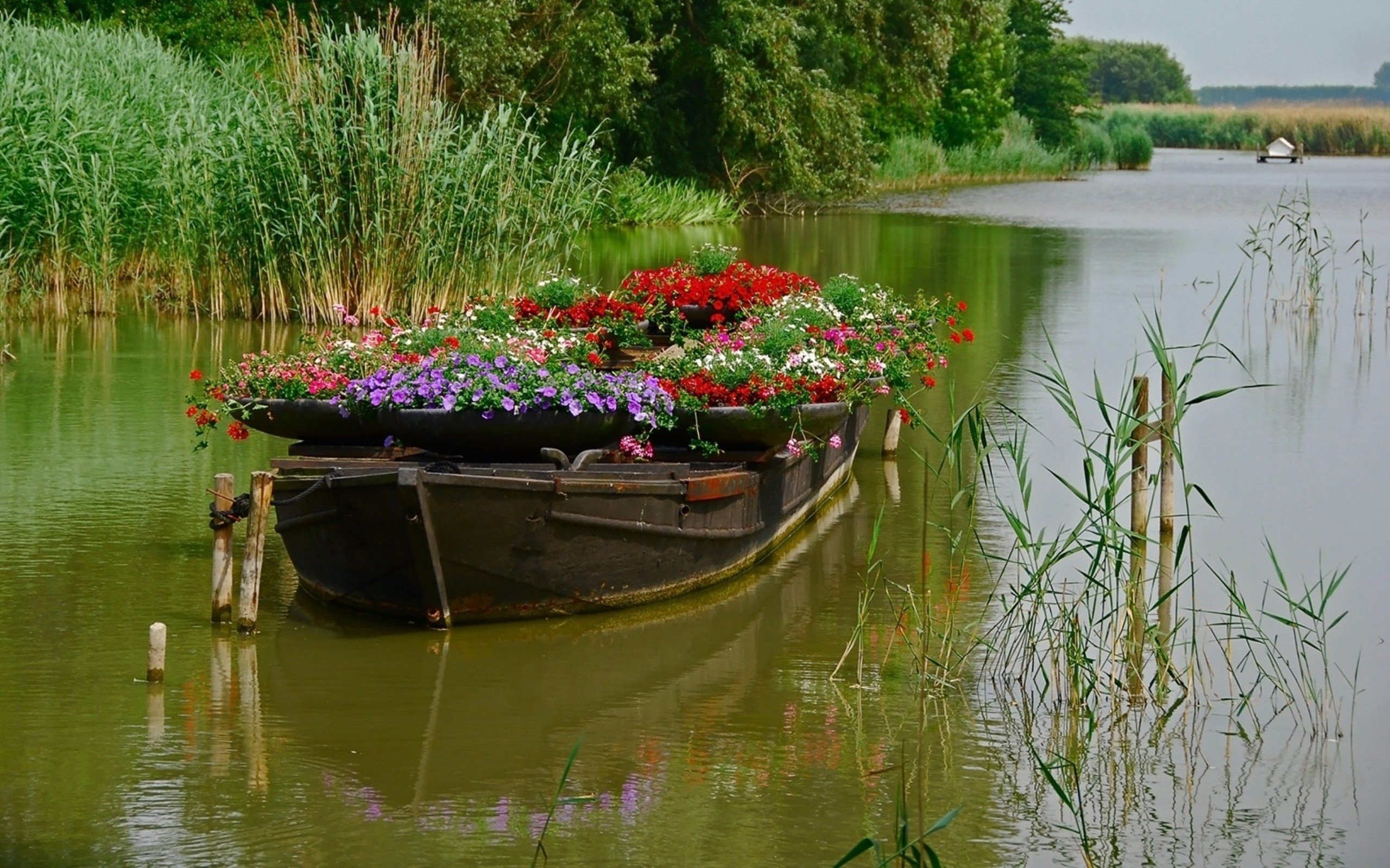 Цветочный пруд 22. Цветник в лодке. Плавающие клумбы. Лодка на пруду. Цветы у реки.
